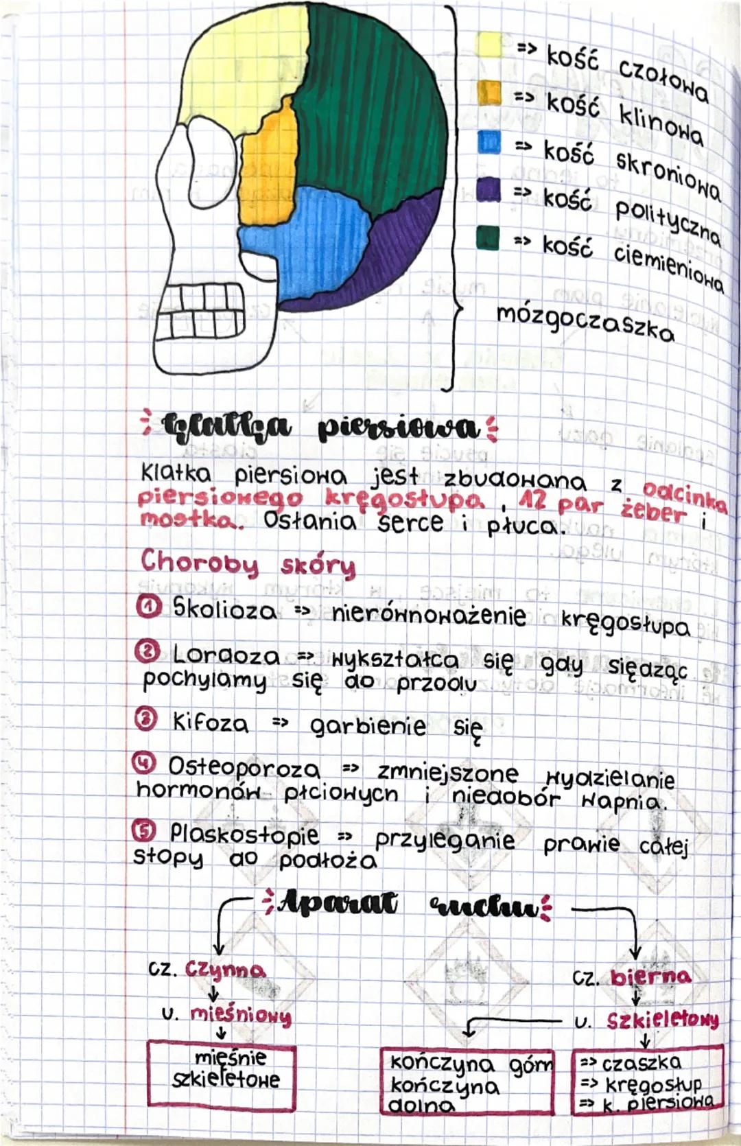 # biologia Diat2
Szkielet osiowy
=> Czaszka, chroni mózg oraz inne narządy
W głowie
=> Klatka piersiowa, chroni płuca i serce
> Kręgosłu