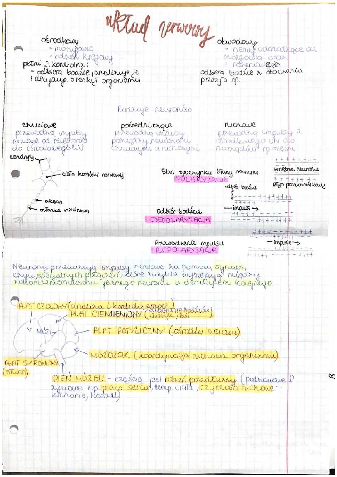 uklad nerwowy