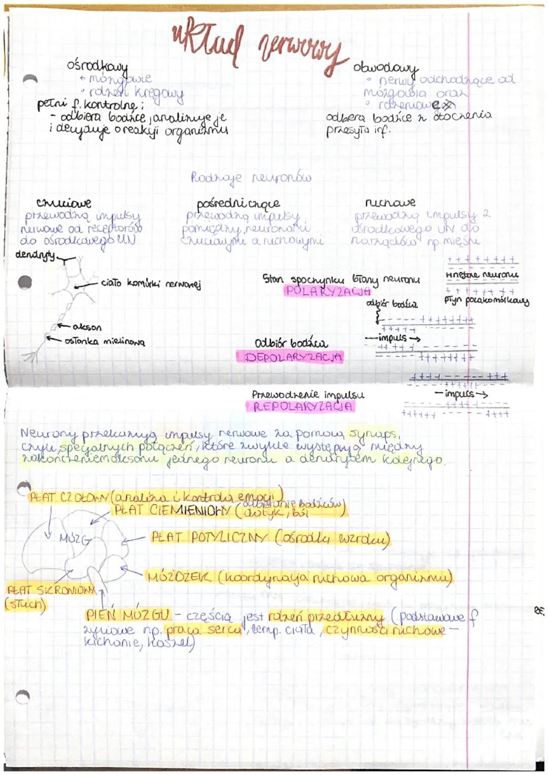 ośrodkowy
mongbowie
rohen kregowy
petni f. kontrolne:
odbiera bodice, analinije je
i deujauje o reakyi organismu
6
chuciowe
przewoding impul