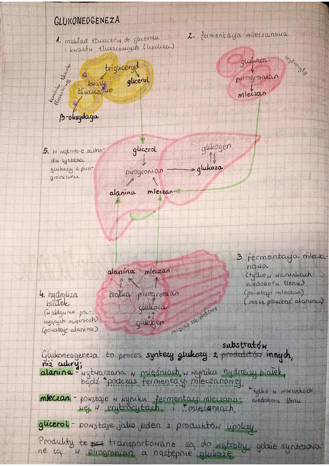 Glikoliza, Glikogenoliza, Glukoneogeneza, Cykl mocznikowy