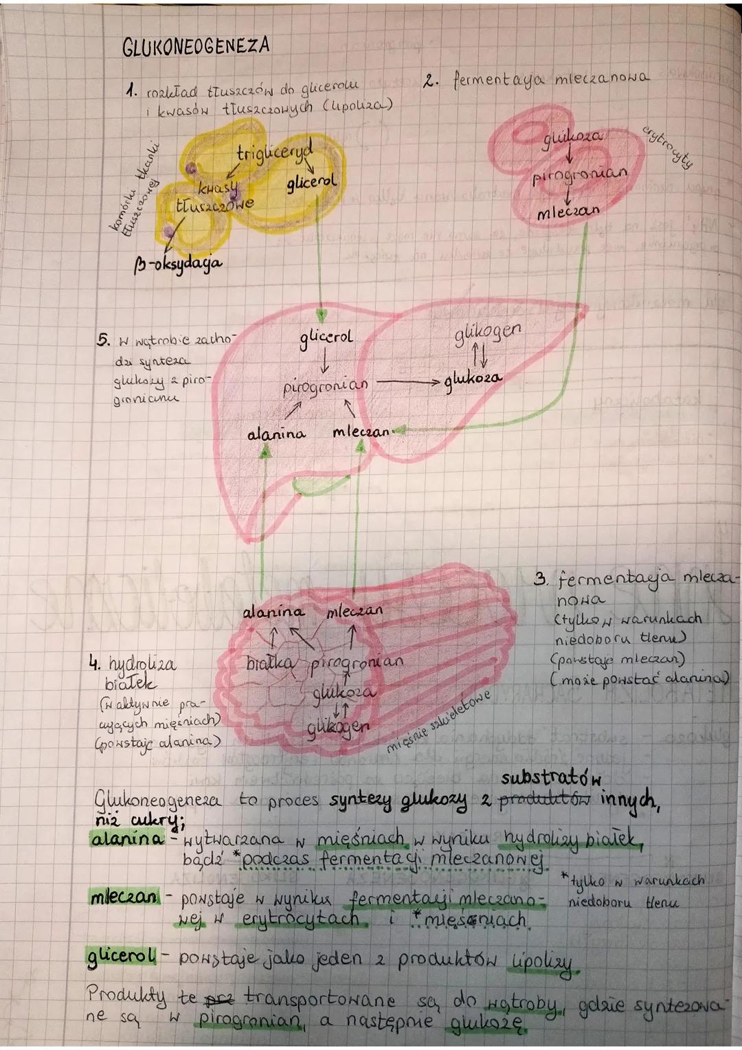 GLUKONEOGENEZA
1. rozkład tluszczów do glicerolu.
i kwasów tłuszczowych (upoliza)
trigliceryd
komórki tkanki
tłuszczowej
книгу
tłuszczowe
B-