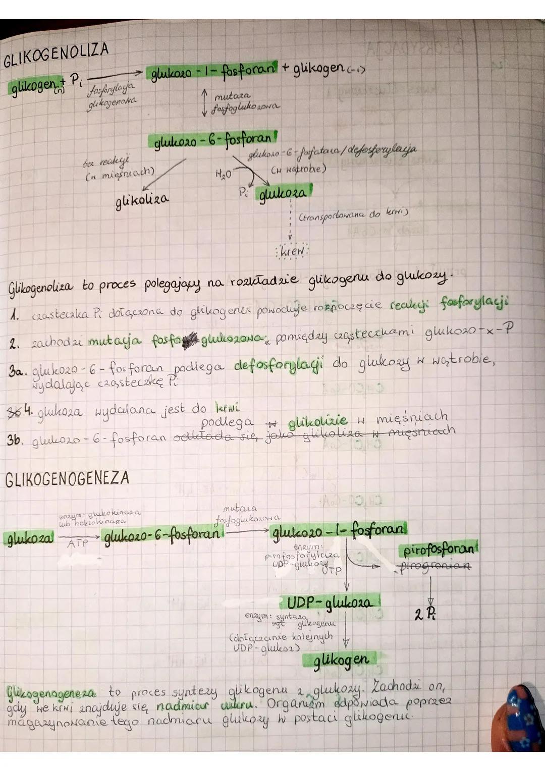 GLUKONEOGENEZA
1. rozkład tluszczów do glicerolu.
i kwasów tłuszczowych (upoliza)
trigliceryd
komórki tkanki
tłuszczowej
книгу
tłuszczowe
B-