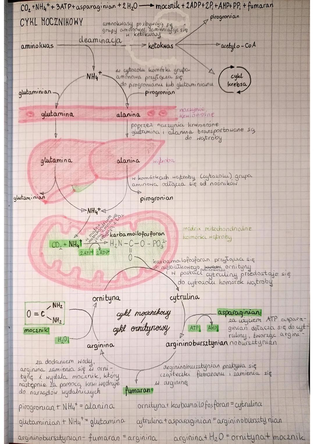GLUKONEOGENEZA
1. rozkład tluszczów do glicerolu.
i kwasów tłuszczowych (upoliza)
trigliceryd
komórki tkanki
tłuszczowej
книгу
tłuszczowe
B-