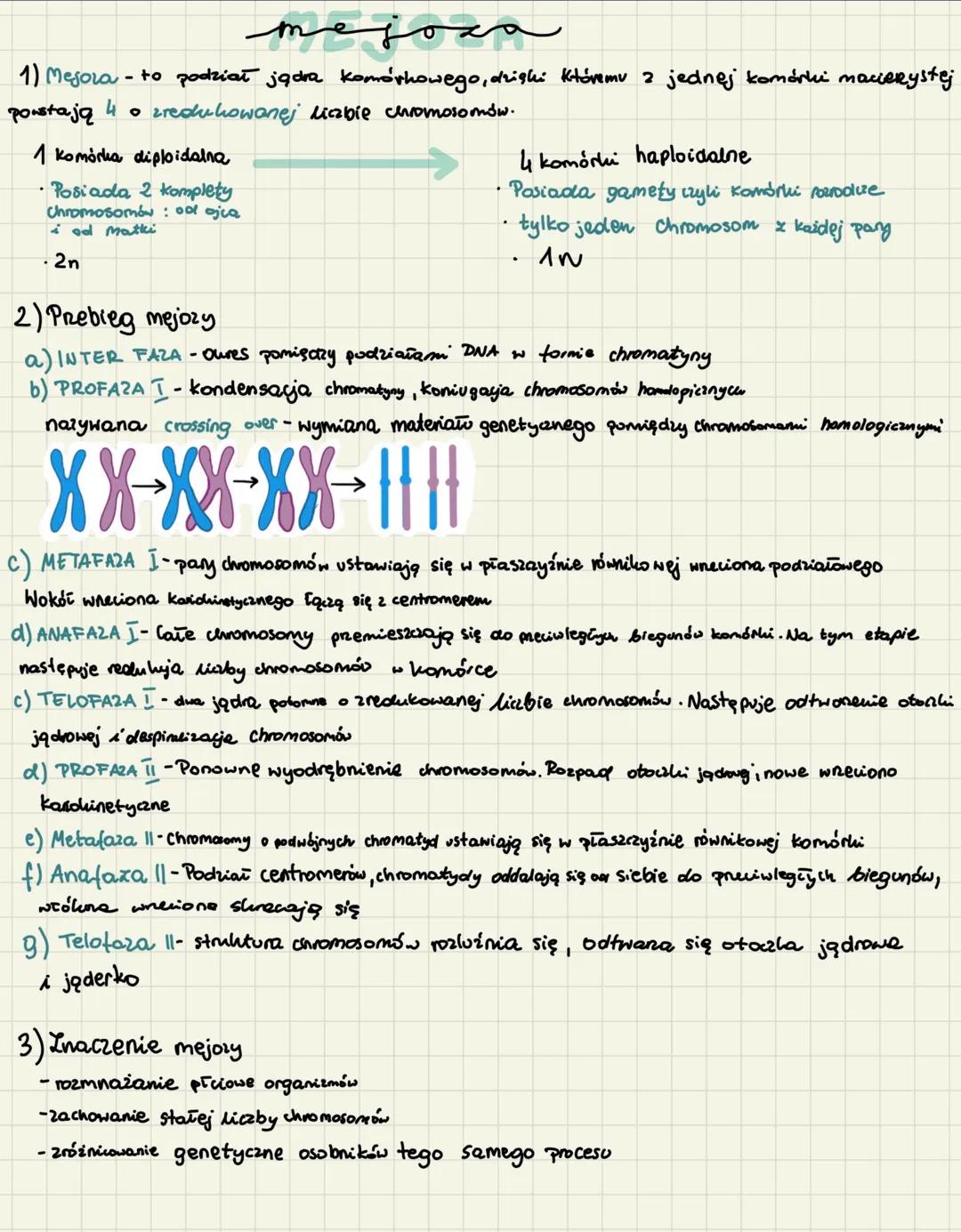 # mejoمح
1) Mesora - to podział jądra komórkowego, dzięki któremu z jednej komórki macierystėj
powstają 4 • zredukowanej liczbie chromosomó