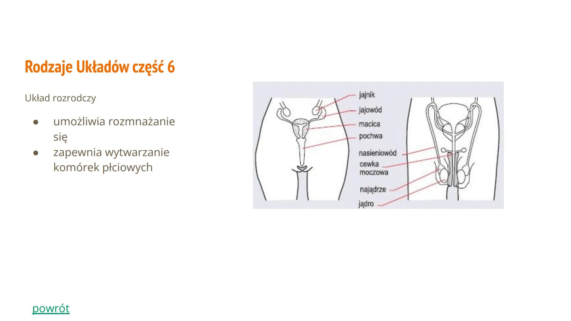 Hierarchiczna Budowa
Organizmu Człowieka Spis Treści
Poziom organizacji budowy ciała
● Jakie mamy rodzaje układów
Jakie mamy tkanki
Budowa i
