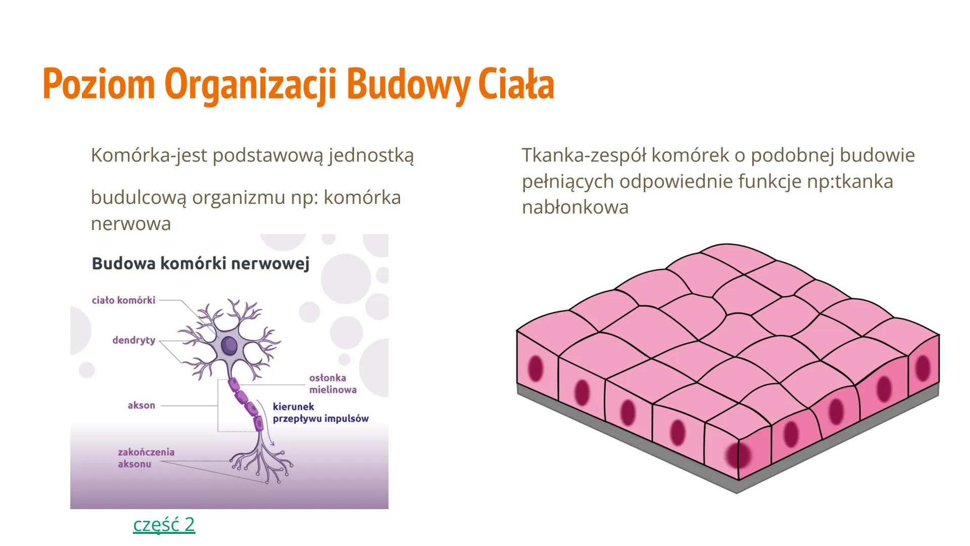 Hierarchiczna Budowa
Organizmu Człowieka Spis Treści
Poziom organizacji budowy ciała
● Jakie mamy rodzaje układów
Jakie mamy tkanki
Budowa i
