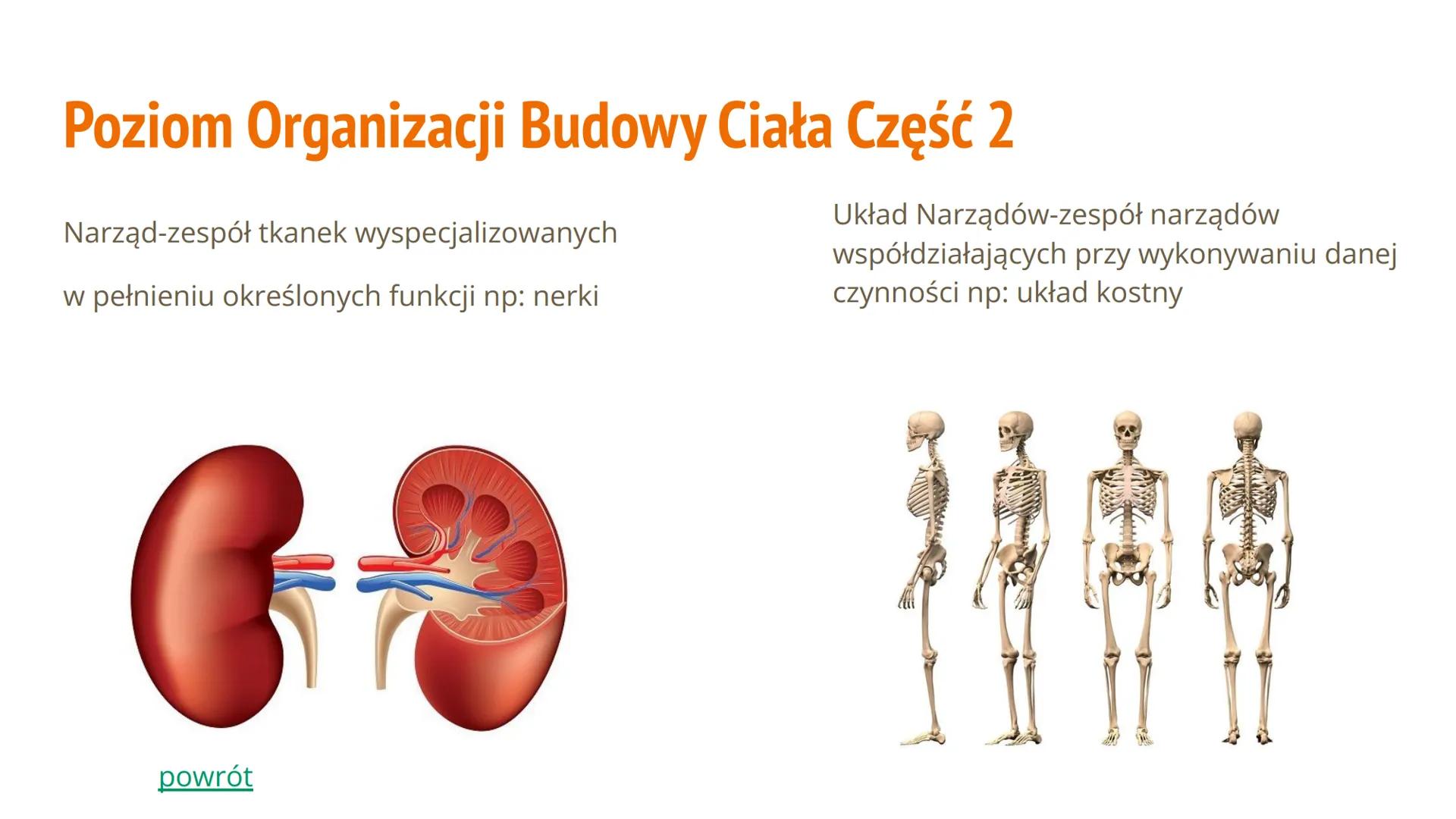 Hierarchiczna Budowa
Organizmu Człowieka Spis Treści
Poziom organizacji budowy ciała
● Jakie mamy rodzaje układów
Jakie mamy tkanki
Budowa i