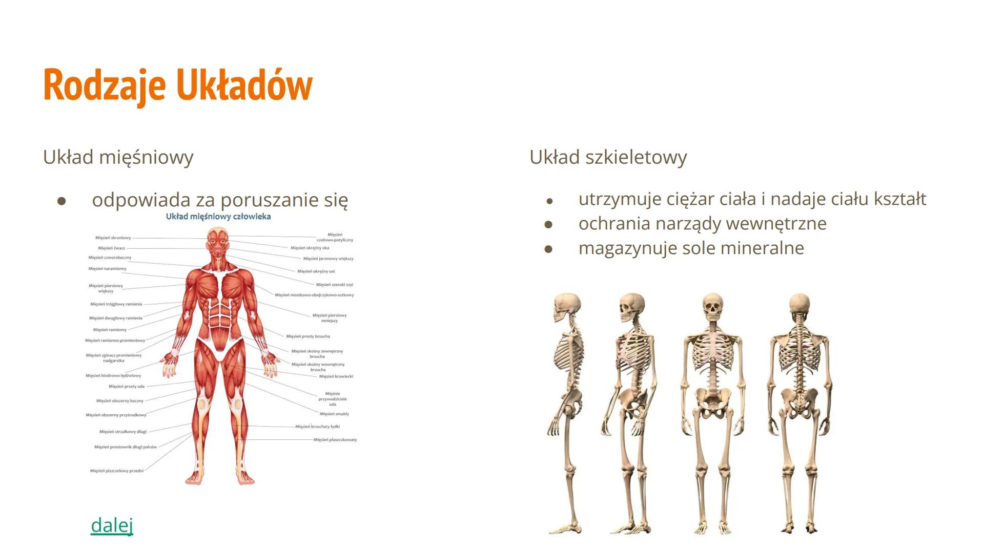Hierarchiczna Budowa
Organizmu Człowieka Spis Treści
Poziom organizacji budowy ciała
● Jakie mamy rodzaje układów
Jakie mamy tkanki
Budowa i