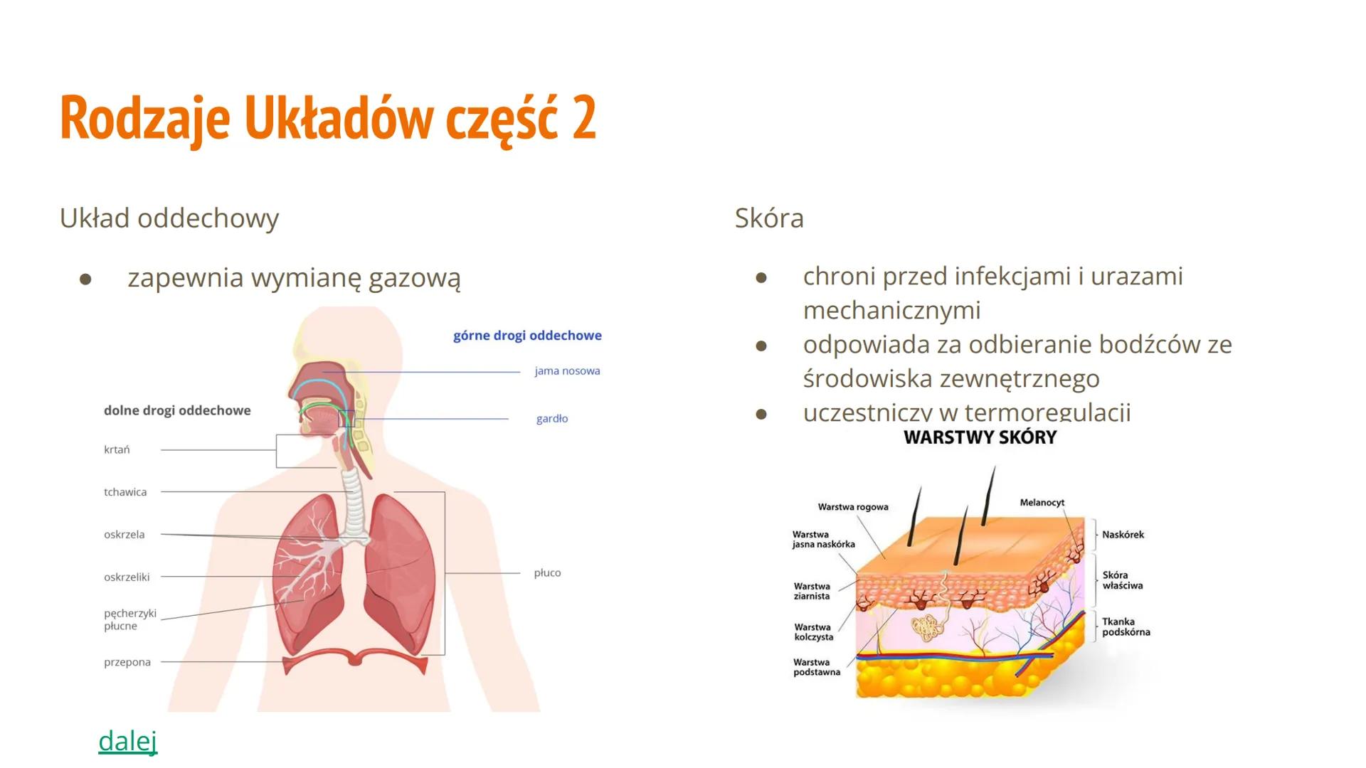 Hierarchiczna Budowa
Organizmu Człowieka Spis Treści
Poziom organizacji budowy ciała
● Jakie mamy rodzaje układów
Jakie mamy tkanki
Budowa i