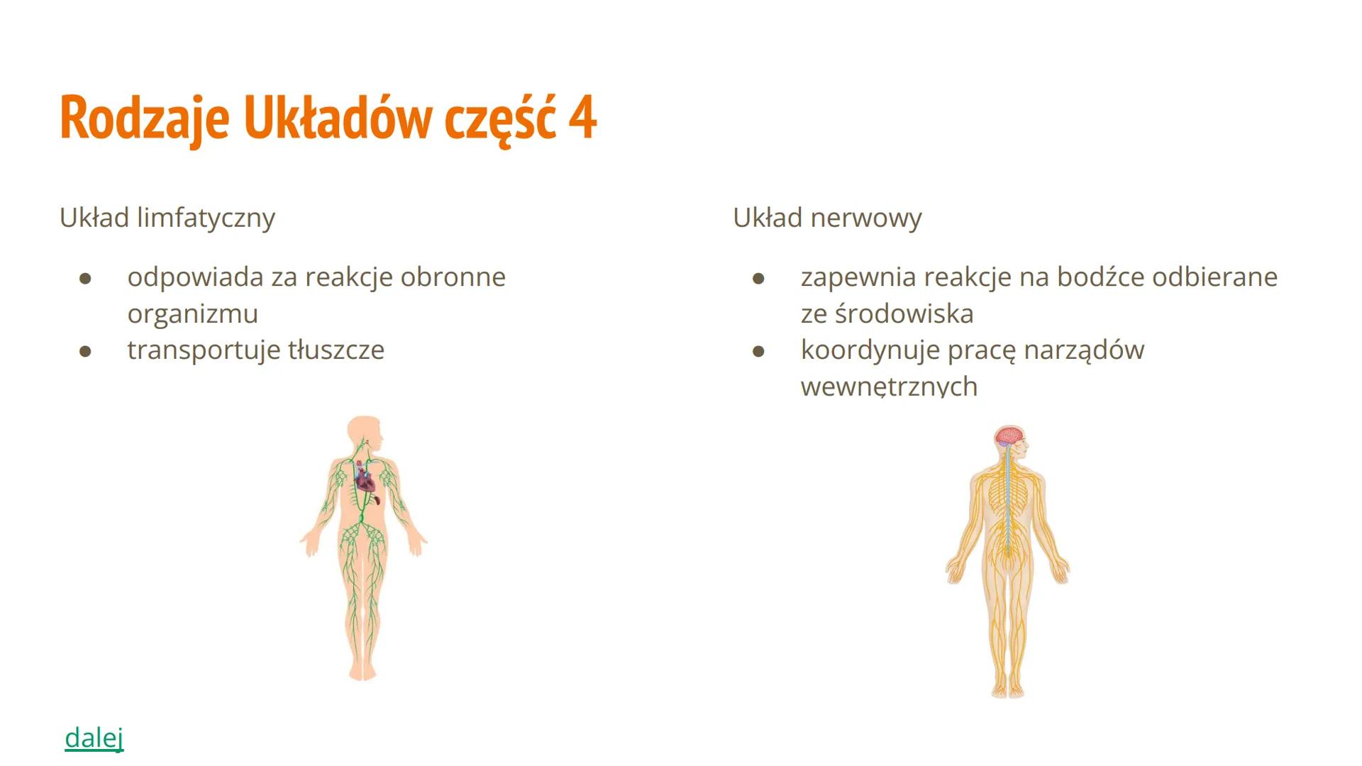 Hierarchiczna Budowa
Organizmu Człowieka Spis Treści
Poziom organizacji budowy ciała
● Jakie mamy rodzaje układów
Jakie mamy tkanki
Budowa i
