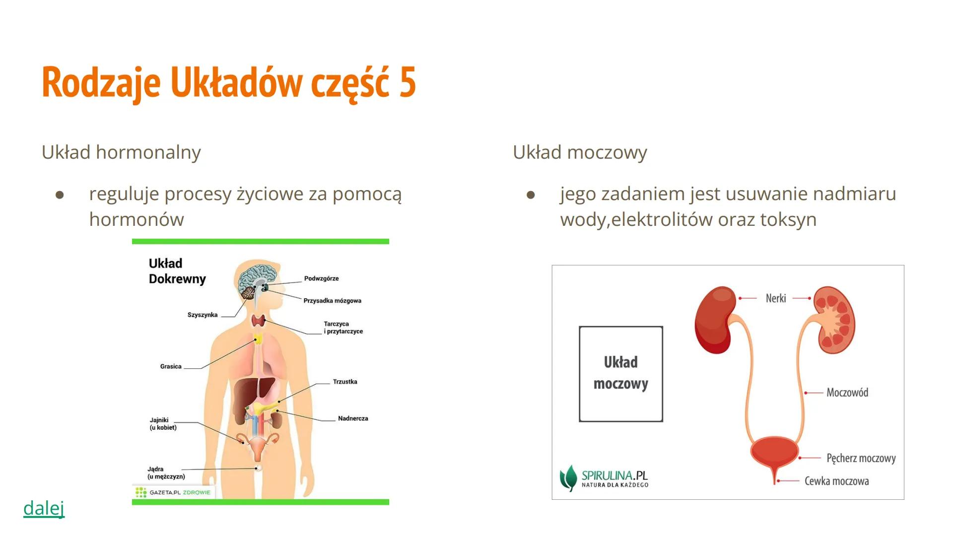 Hierarchiczna Budowa
Organizmu Człowieka Spis Treści
Poziom organizacji budowy ciała
● Jakie mamy rodzaje układów
Jakie mamy tkanki
Budowa i