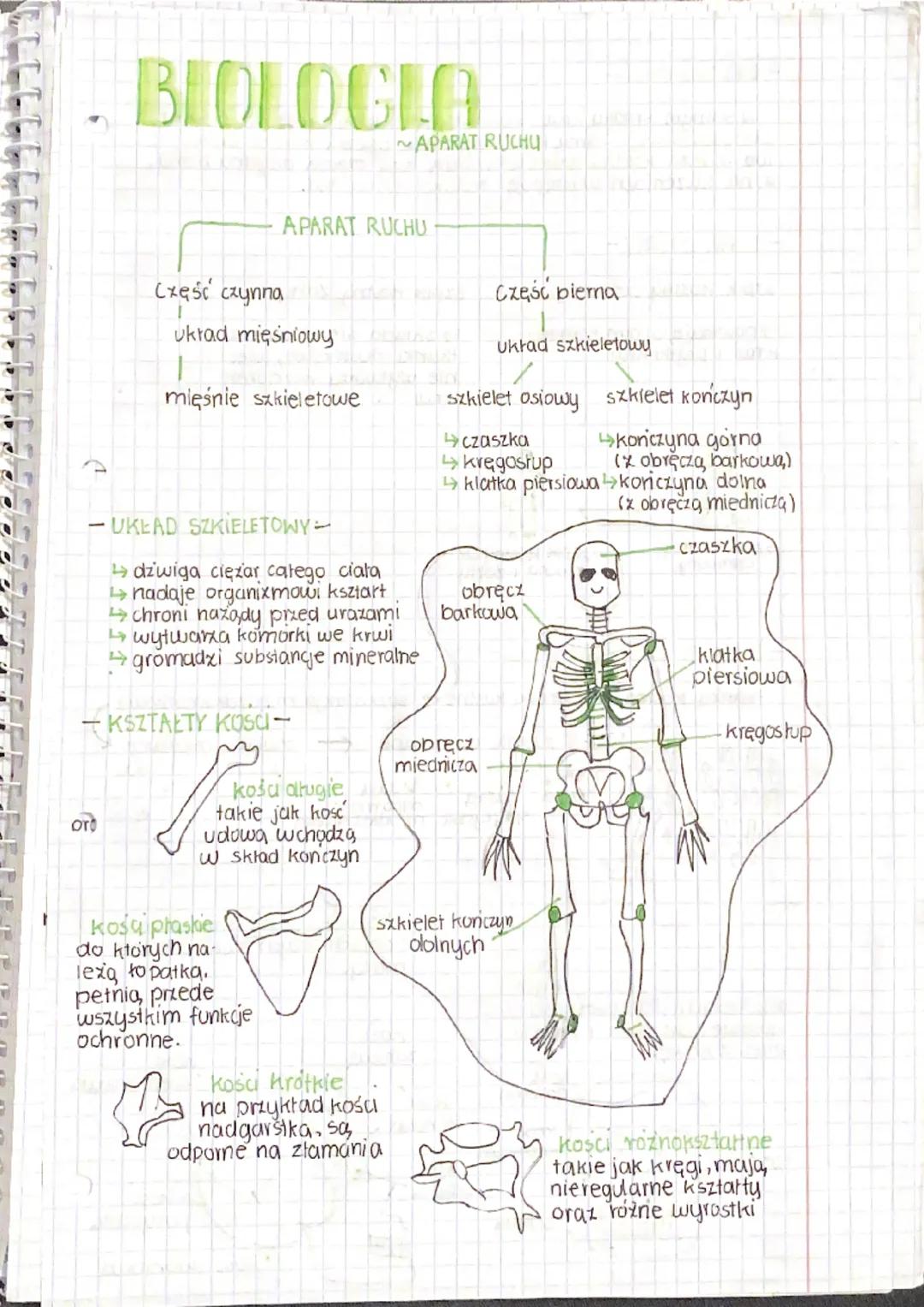 BIOLOGIA
oro
Część czynna
1
ukrad mięśniowy
mięśnie szkieletowe
- UKLAD SZKIELETOWY
APARAT RUCHU
KSZTAŁTY KOSC
dzwiga cięzar catego ciała
na