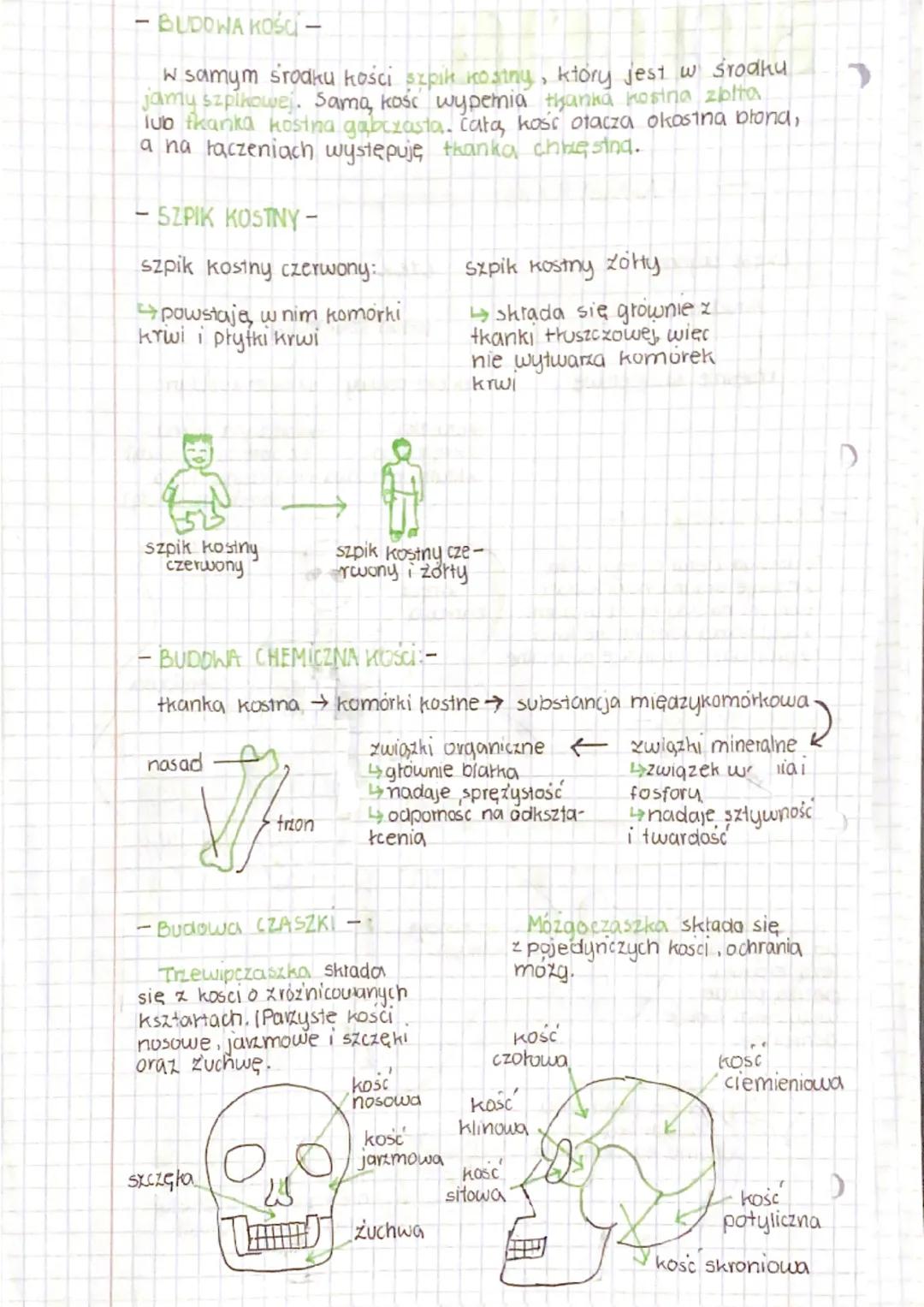 BIOLOGIA
oro
Część czynna
1
ukrad mięśniowy
mięśnie szkieletowe
- UKLAD SZKIELETOWY
APARAT RUCHU
KSZTAŁTY KOSC
dzwiga cięzar catego ciała
na