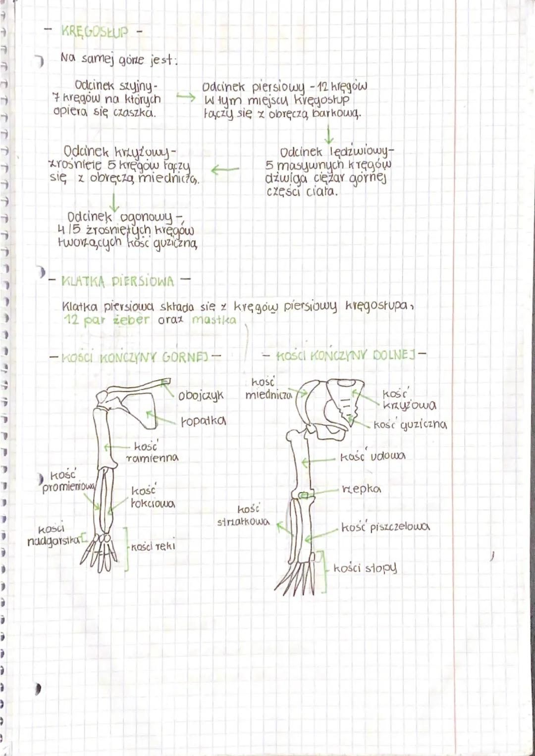 BIOLOGIA
oro
Część czynna
1
ukrad mięśniowy
mięśnie szkieletowe
- UKLAD SZKIELETOWY
APARAT RUCHU
KSZTAŁTY KOSC
dzwiga cięzar catego ciała
na