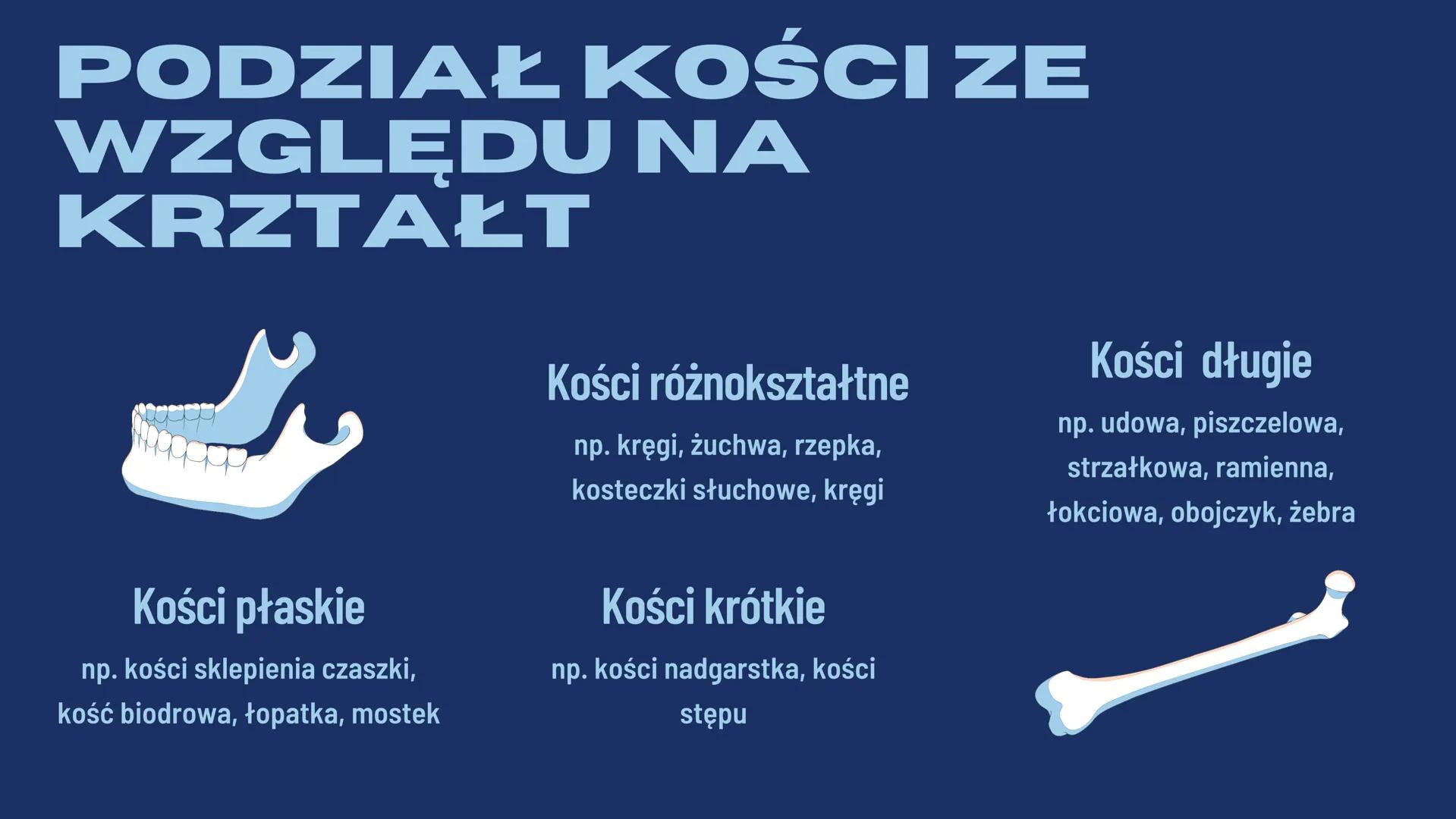 JULIA REDZIMSKA
BUDOWAI
FUNKCJE
SZKIELETU CZYM SĄ
KOŚCI?
Kości są częścią szkieletu ludzkiego oraz zwierzęcego.
Jest to twardy i częściowo s