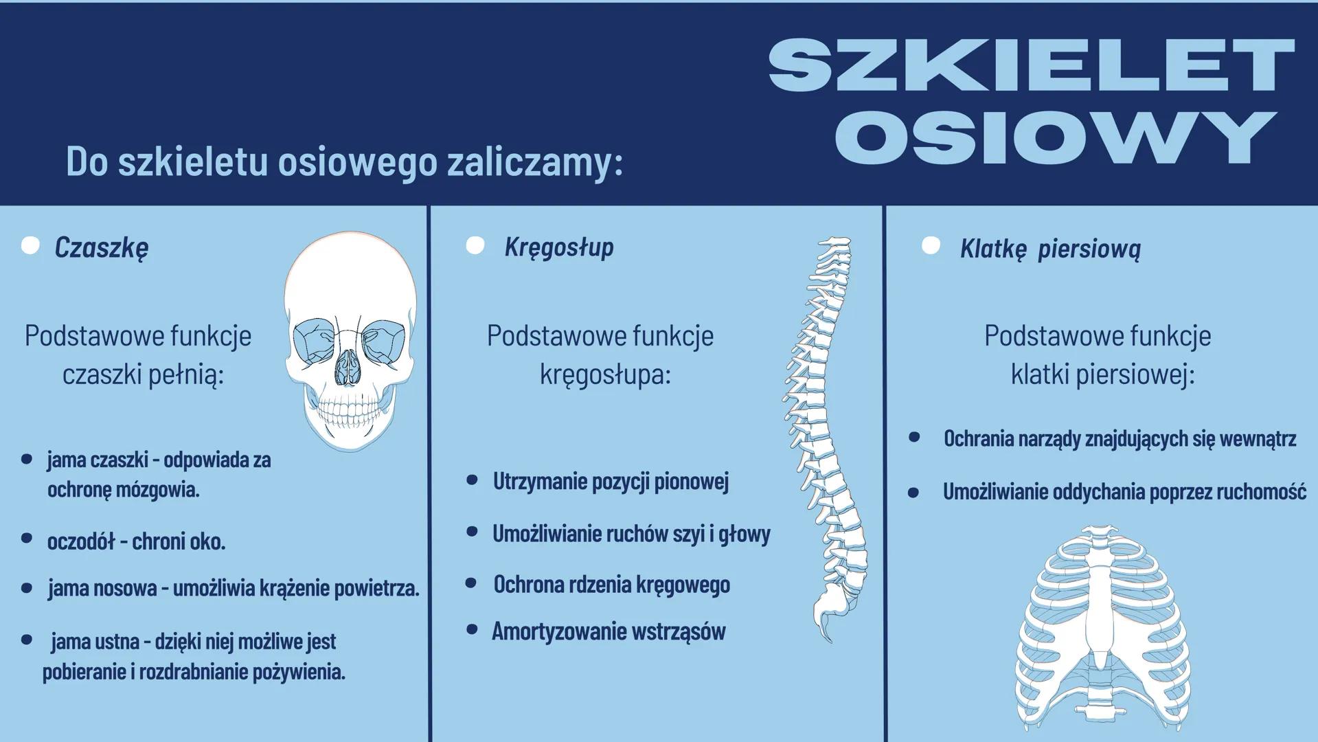 JULIA REDZIMSKA
BUDOWAI
FUNKCJE
SZKIELETU CZYM SĄ
KOŚCI?
Kości są częścią szkieletu ludzkiego oraz zwierzęcego.
Jest to twardy i częściowo s