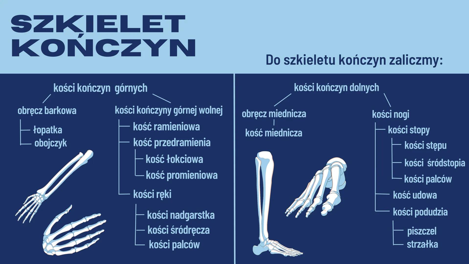 JULIA REDZIMSKA
BUDOWAI
FUNKCJE
SZKIELETU CZYM SĄ
KOŚCI?
Kości są częścią szkieletu ludzkiego oraz zwierzęcego.
Jest to twardy i częściowo s