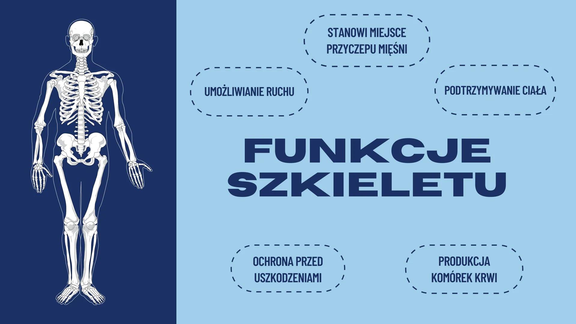 JULIA REDZIMSKA
BUDOWAI
FUNKCJE
SZKIELETU CZYM SĄ
KOŚCI?
Kości są częścią szkieletu ludzkiego oraz zwierzęcego.
Jest to twardy i częściowo s