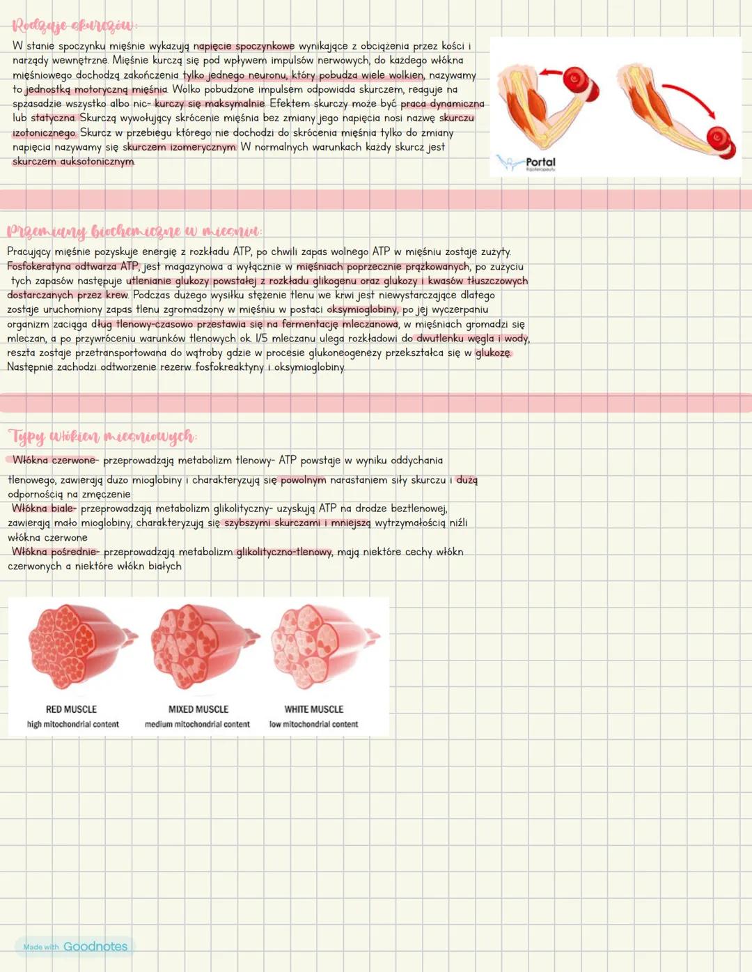Budowa i funkcjonowanie układu mięśniowego