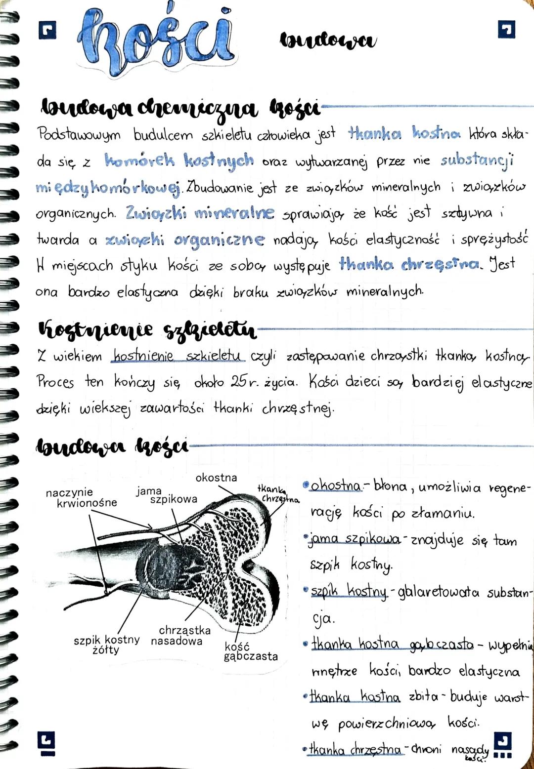 a hości
budowa chemiczina krości-
Podstawowym budulcem szkieletu człowieka jest tkanka kostina która skła-
da się z komórek kostnych oraz wy