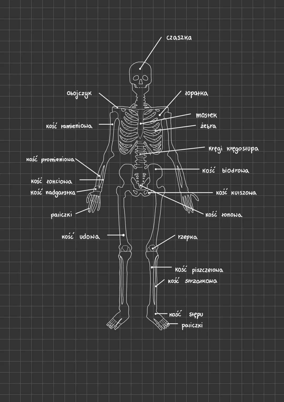 овојсчук
Kość ramieniowa
Kość promieniowa
kos kokciowa
"
Kość nadgarstka
paliczki
Kość udowa
czaszka
łopatka
mostek
zebra
rzepka
Kręgi kręgo