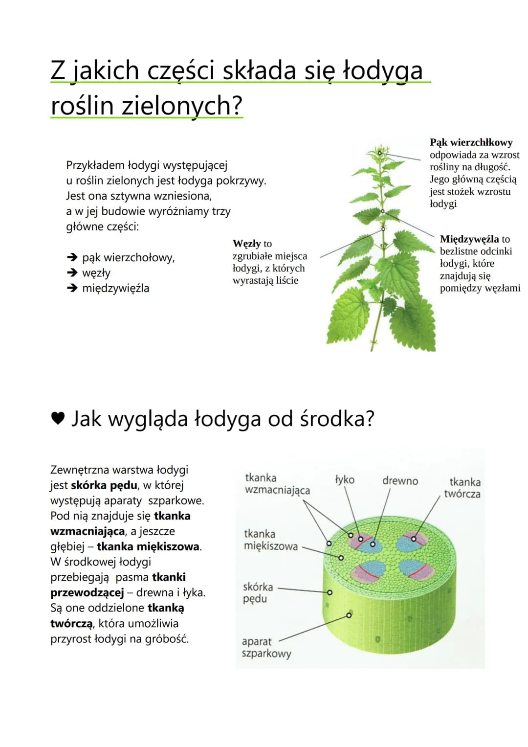Ped. Budowa i funkcje
Łodygi
Budowa i rodzaje pędów
→ Pędy nadziemne
→ Pędy podziemne
pęd
nadziemny
kwiat
łodyga
liść
OWOC
pęd
nadziemny
pe