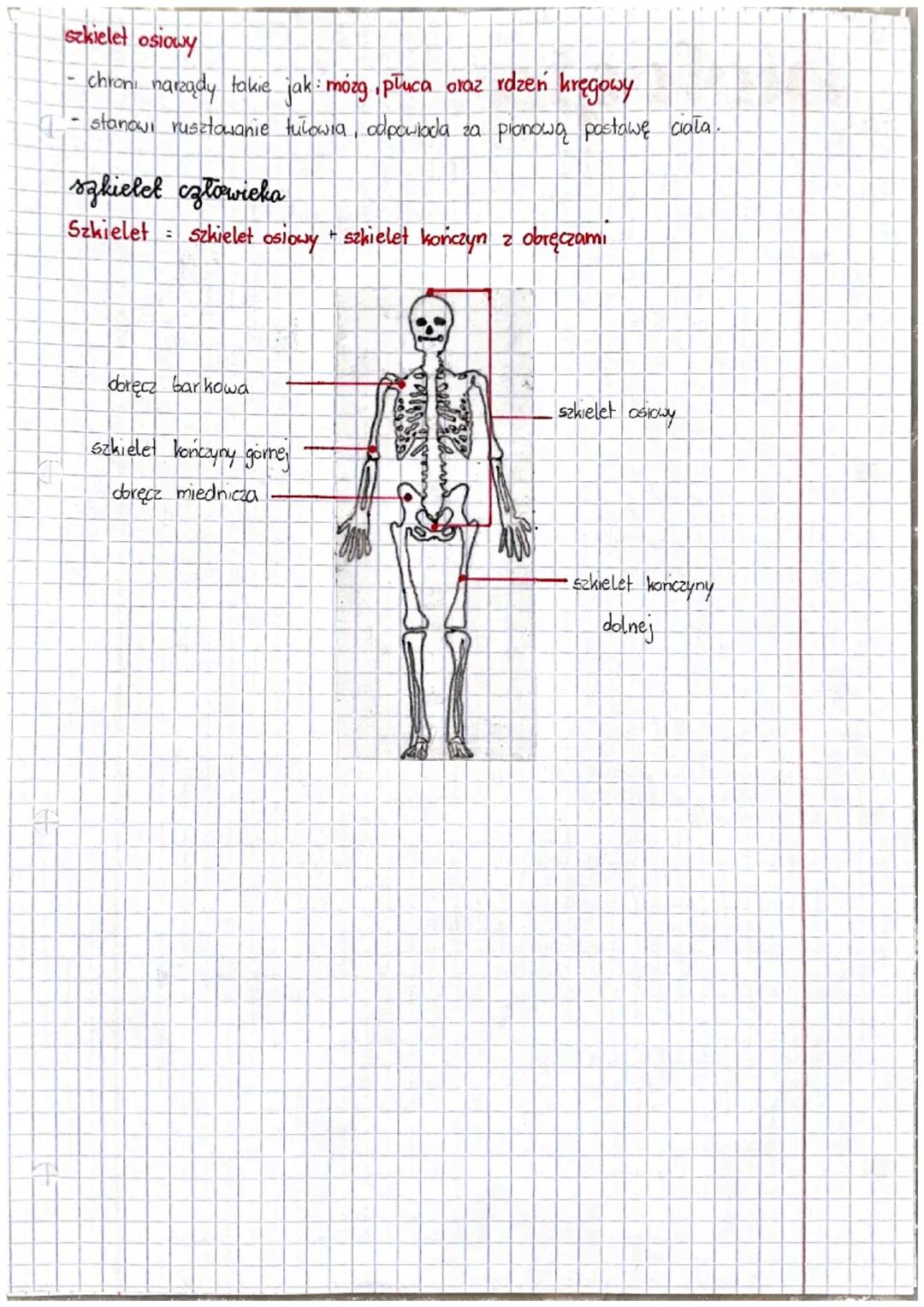 # biologia
układ euchu, sudowa
i funge gliette
układ euchu
① Untad kostny, czyli szkielet, wraz z układem mięśniowym tworzą układ
ruchu.