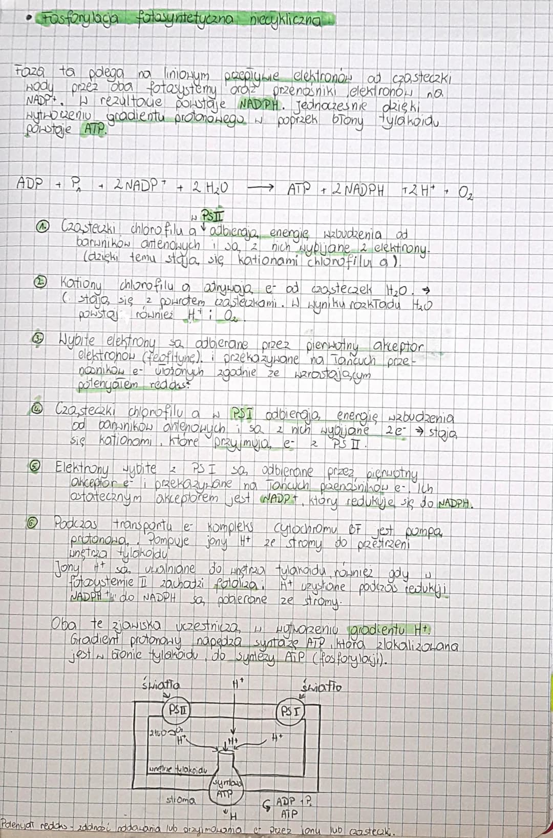 * Fosforylacja fotosyntetyczna niecykliczna
Faza ta polega na liniowym przepływie elektronów od cząsteczki
wody przez oba fotosystemy oraz