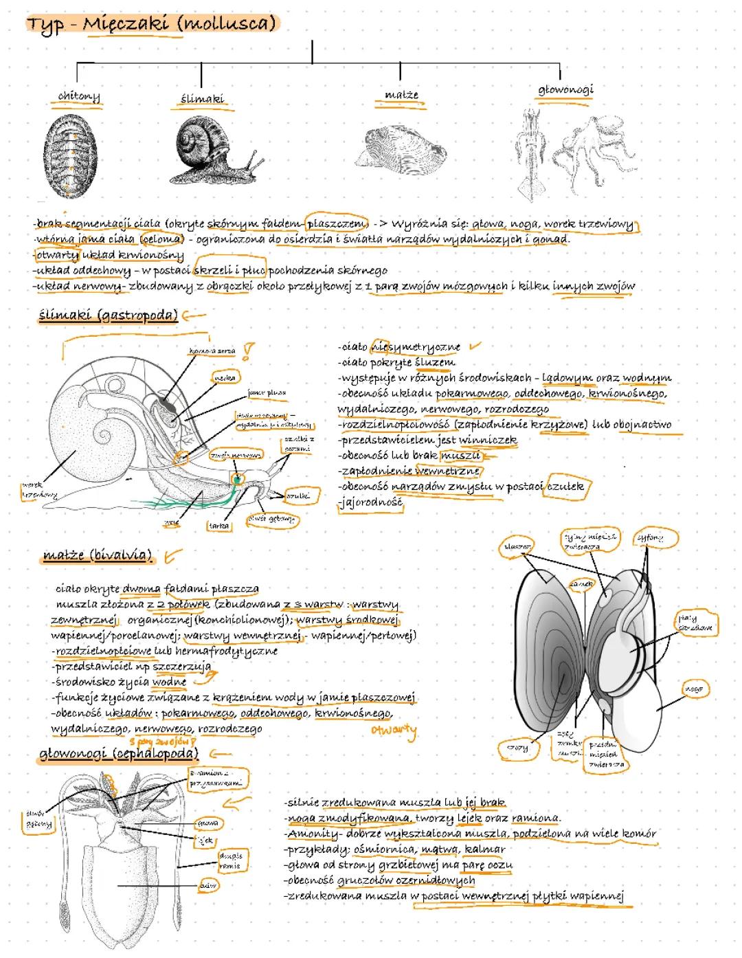 Wszystko o mięczakach