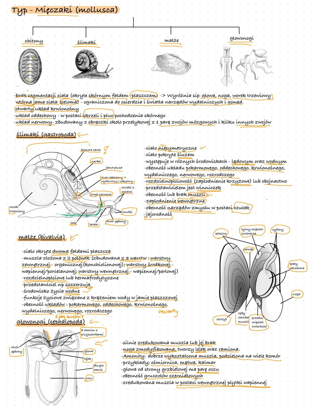 Typ - Mięczaki (mollusca)
chitony
ślimaki
worek
trzewiowy
-brak segmentacji ciała (okryte skórnym fałdem płaszczem) -> wyróżnia się: głowa,