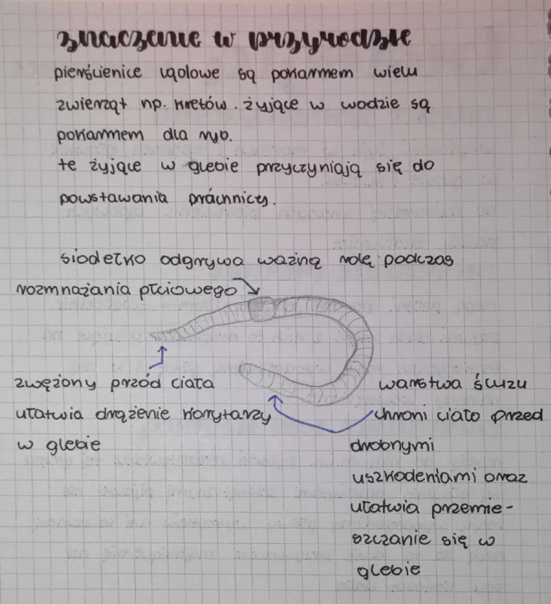 trologia
pierscience
messce zamieszczama
większość żyje w monach i oceanach, głównie
w glebie i ściółce.
do najbardziej znanych pierścienic