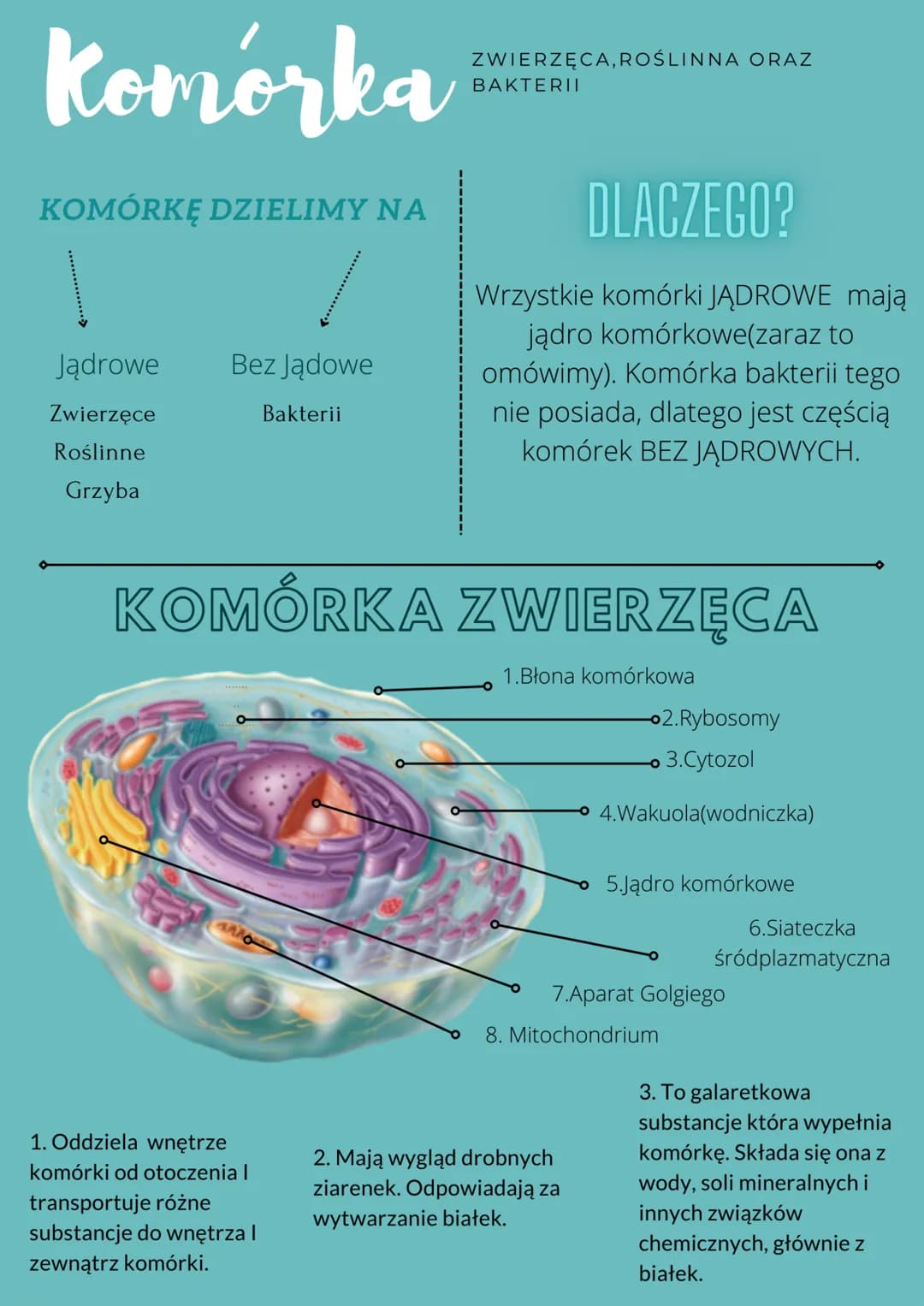 # Komórka
ZWIERZĘCA, ROŚLINNA ORAZ BAKTERII
## KOMÓRKĘ DZIELIMY NA
### Jądrowe
- Zwierzęce
- Roślinne
- Grzyba
### Bez Jądowe
- Bakterii