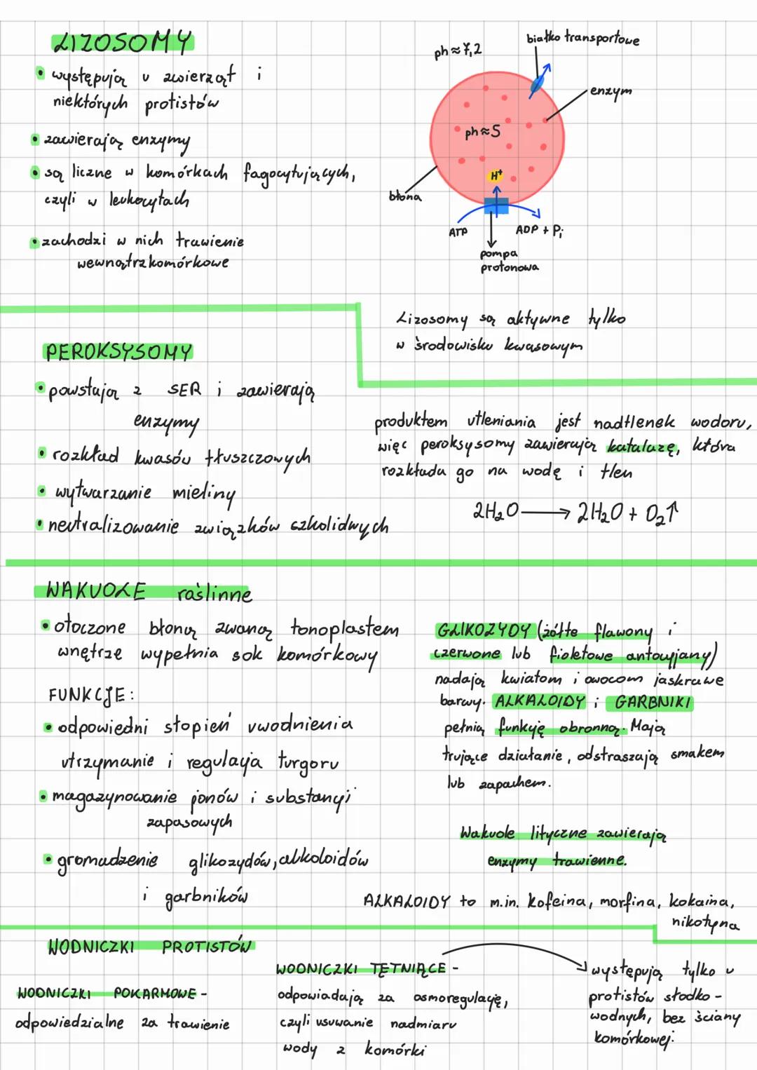 organella otoczone
jedną błong i
rybosomy
SIATECZKA ŚRODPLAZMATYCZNA - podział wnętrza komórki
na kompartmenty
Szorstka (ER)
• transport i m