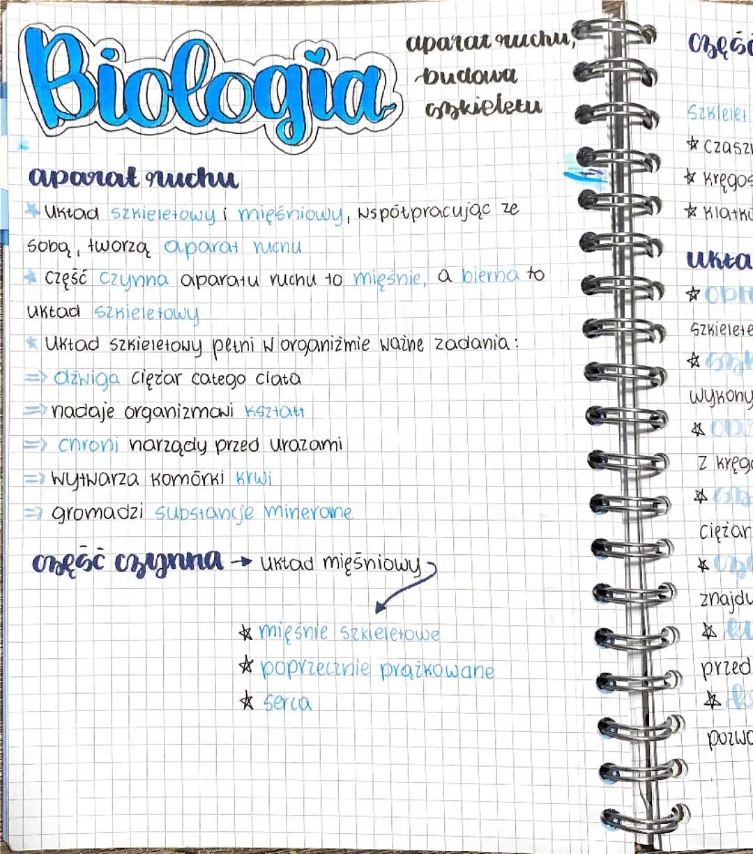 Aparat ruchu, budowa szkieletu