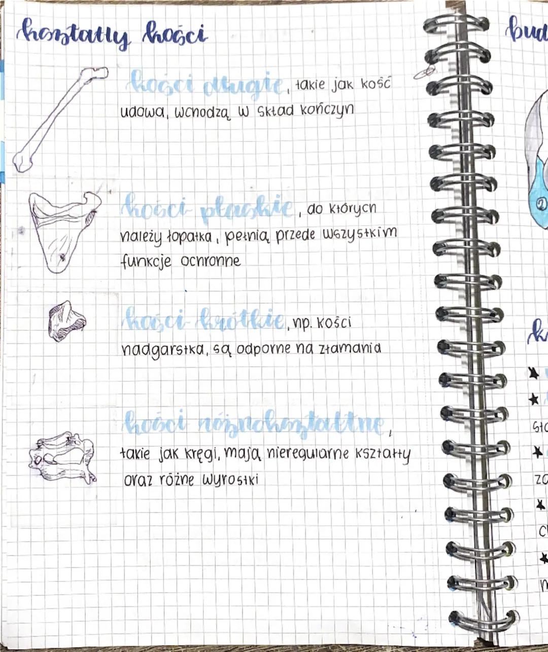 --- OCR Start ---
le
Darat ruchu,
Część bierna → uktad szkieletowy
Judowa
kieletu
Szkielet osiowy
Szkielet konczyn
Czaszka
койсчупа доma
cuj