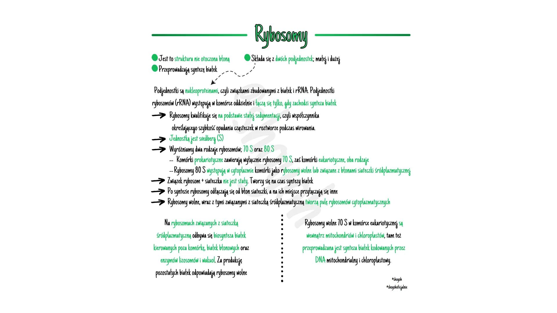 - Jest to struktura nie otoczona błoną
- Przeprowadzają syntezę białek
# Rybosomy
- Składa się z dwóch podjednostek; małej i dużej
Podjed