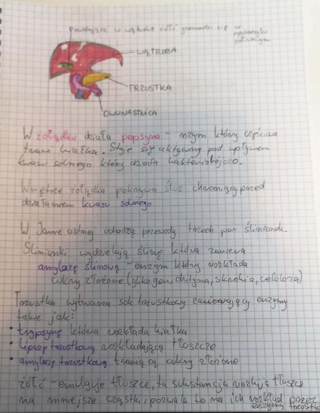 BIOLOGIA
Pokarm
POKARM Węglowodany (cy)
->
πLuszcze
Bialka
H₂O
sole
mineralme
Akg Huszo
Witaminy
->
↓
olmona
transpart
mich
funkcje Białka b