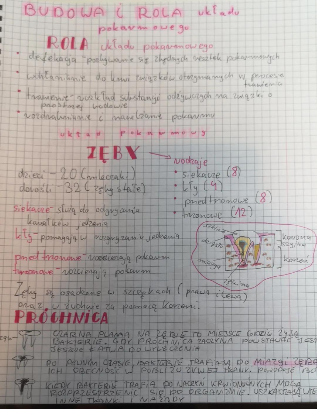 BIOLOGIA
Pokarm
POKARM Węglowodany (cy)
->
πLuszcze
Bialka
H₂O
sole
mineralme
Akg Huszo
Witaminy
->
↓
olmona
transpart
mich
funkcje Białka b