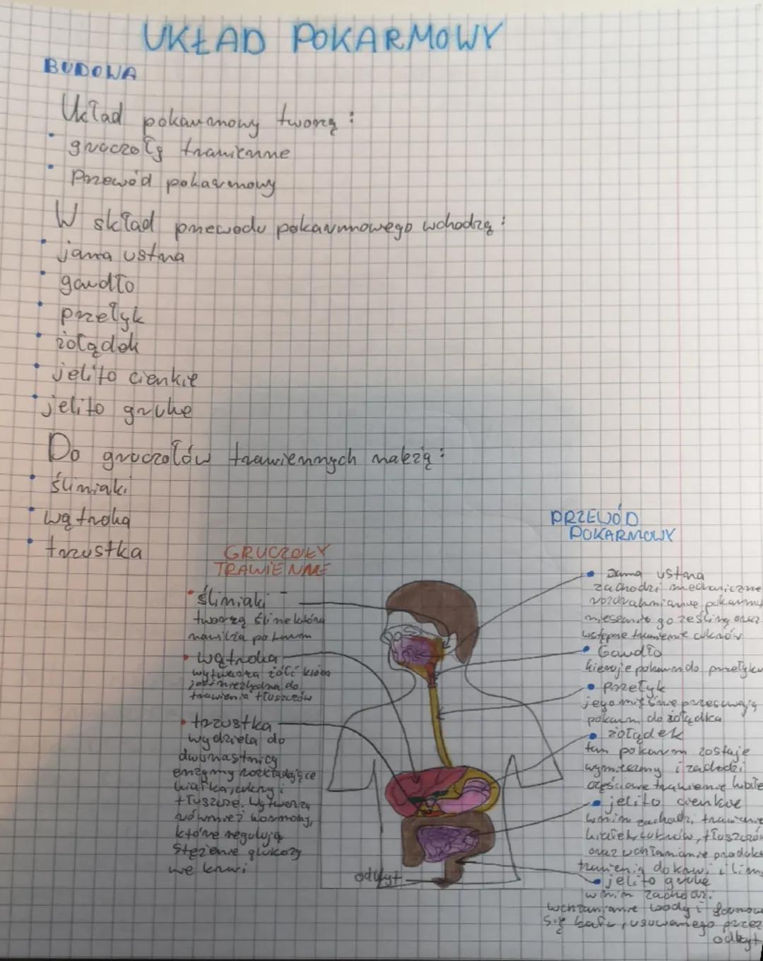 BIOLOGIA
Pokarm
POKARM Węglowodany (cy)
->
πLuszcze
Bialka
H₂O
sole
mineralme
Akg Huszo
Witaminy
->
↓
olmona
transpart
mich
funkcje Białka b