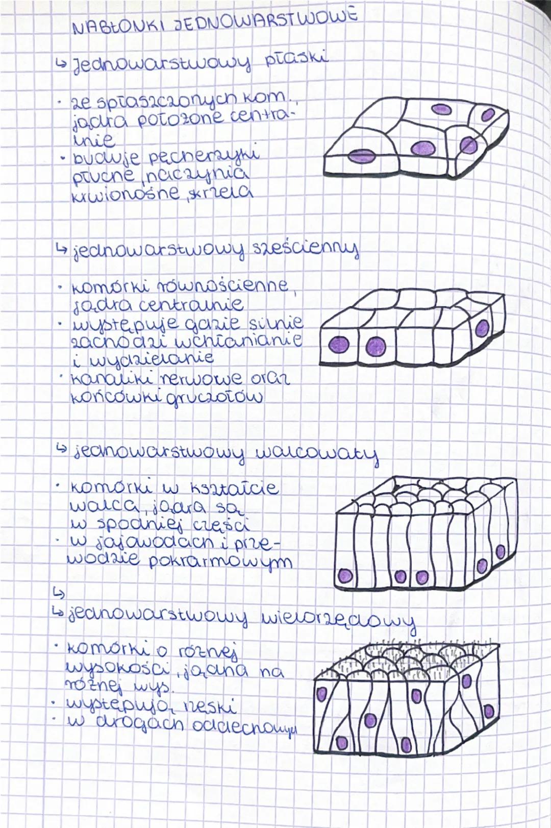 Lekcja
temat: Tkanka nabłonkowa
POCHODZENIE TKANEK
- nabłonkowa - ektoderma, endoderma, mezoderma
- łączna - mezoderma
- nerwowa - ektoderma