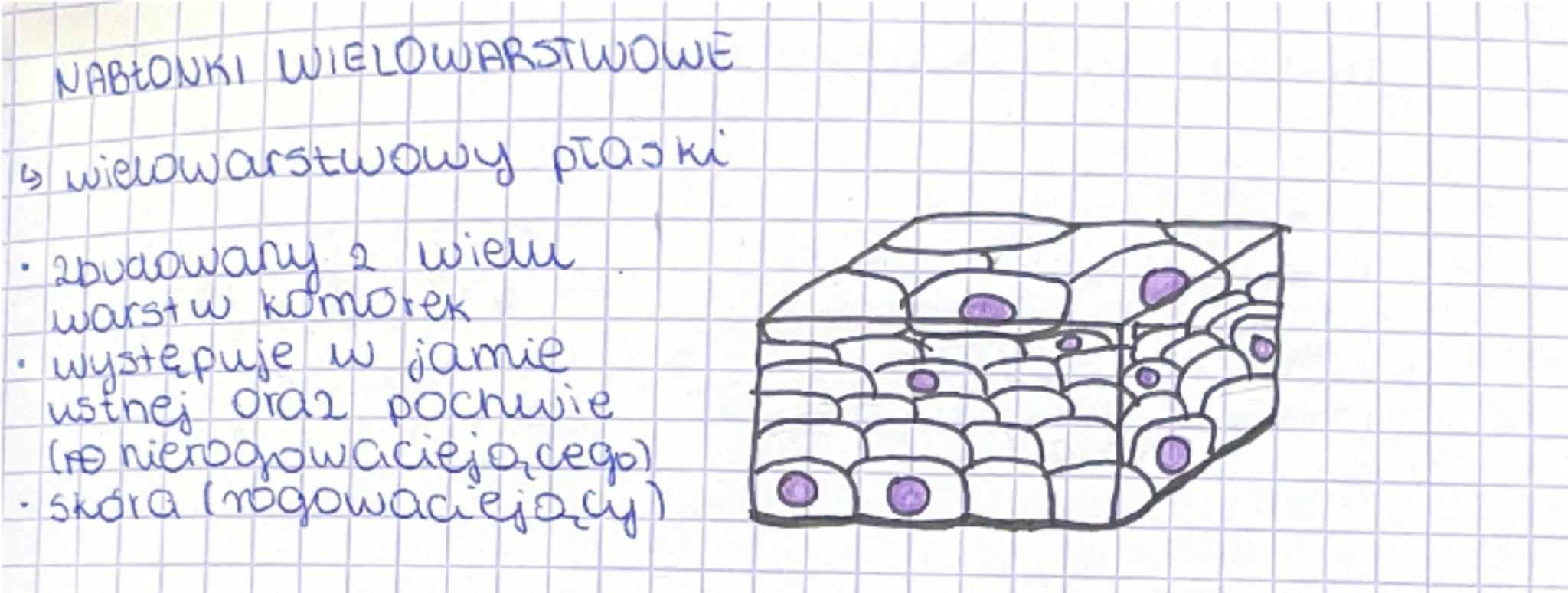 Lekcja
temat: Tkanka nabłonkowa
POCHODZENIE TKANEK
- nabłonkowa - ektoderma, endoderma, mezoderma
- łączna - mezoderma
- nerwowa - ektoderma