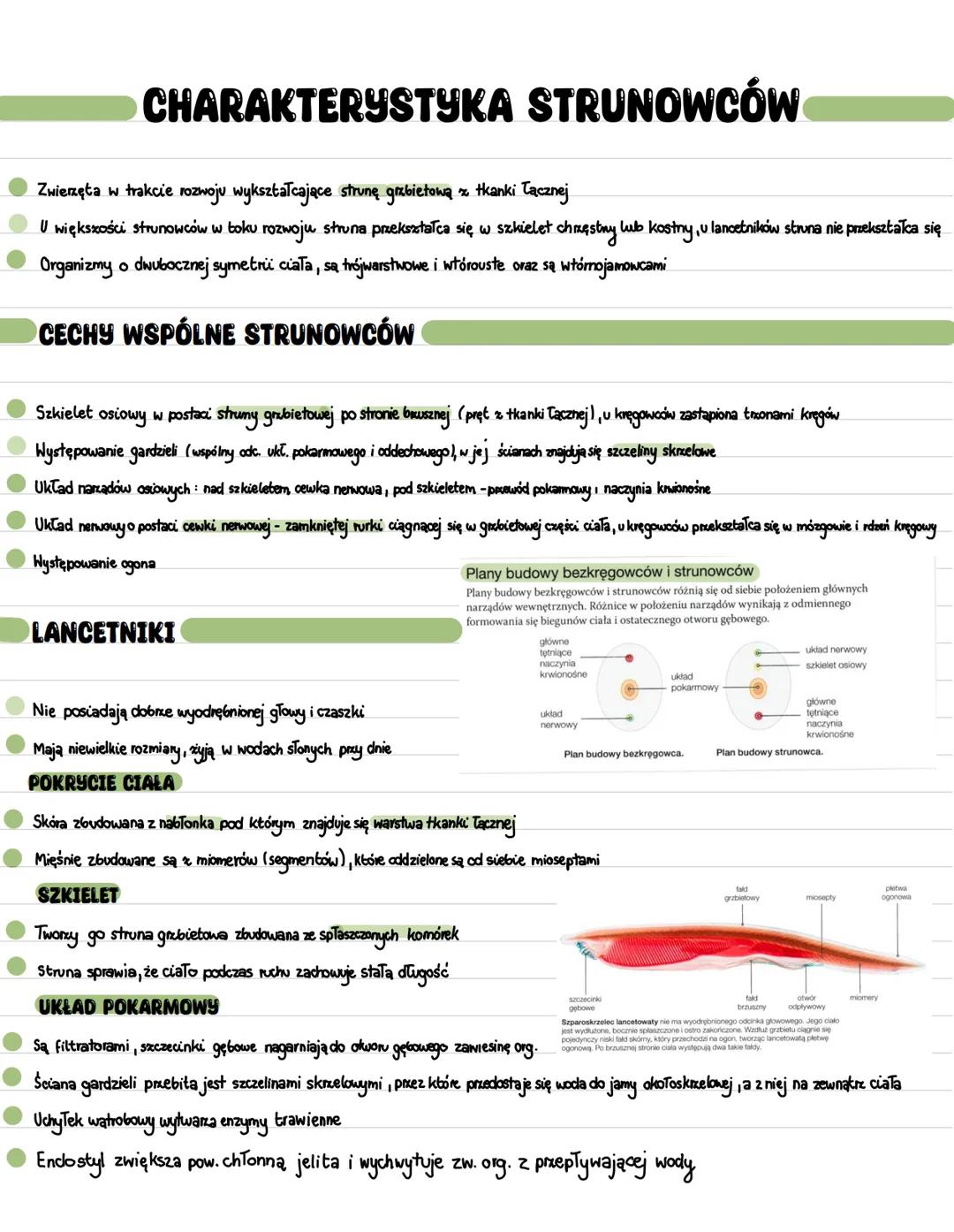Charakterystyka strunowców