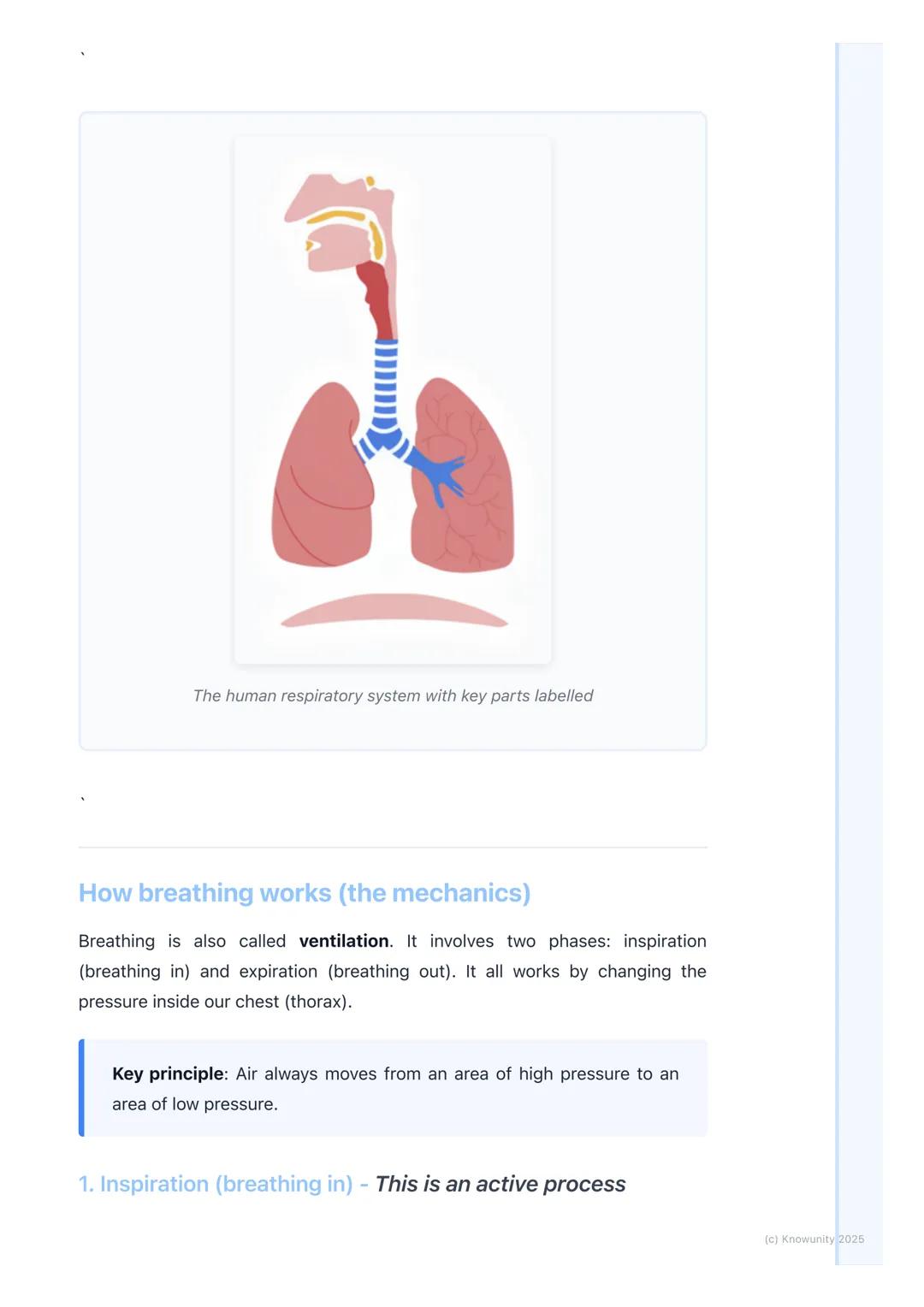 # Respiratory System
An introduction to the respiratory system
The main job of the respiratory system is to get oxygen (O2) from the air i