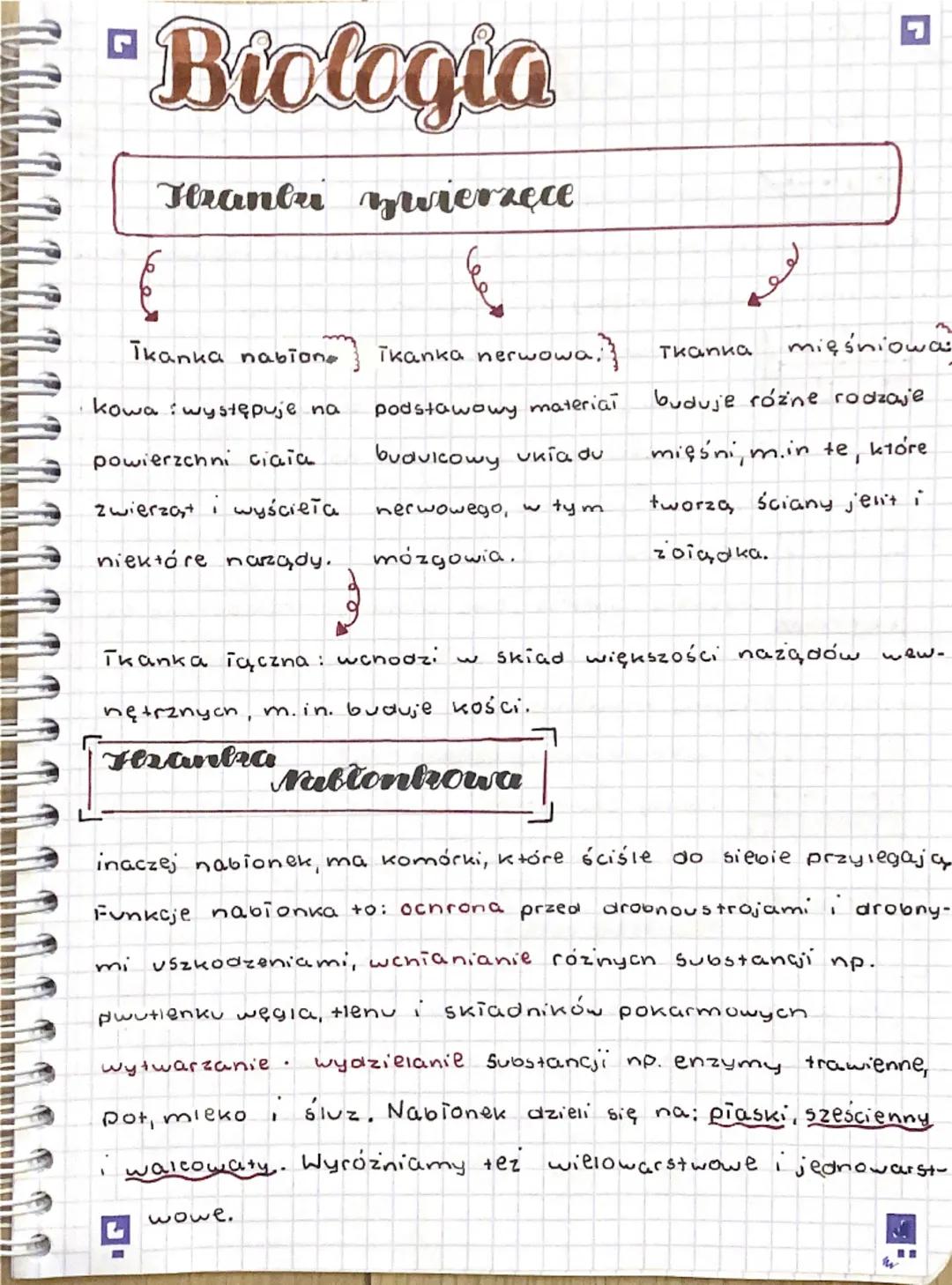 "Biologia
Hanlu zwierzęce
Red
Tkanka nabion,
kowa występuje na.
Tkanka nerwowa:
powierzchni ciaia
zwierząt i wyścieła
niektóre narządy.
pods