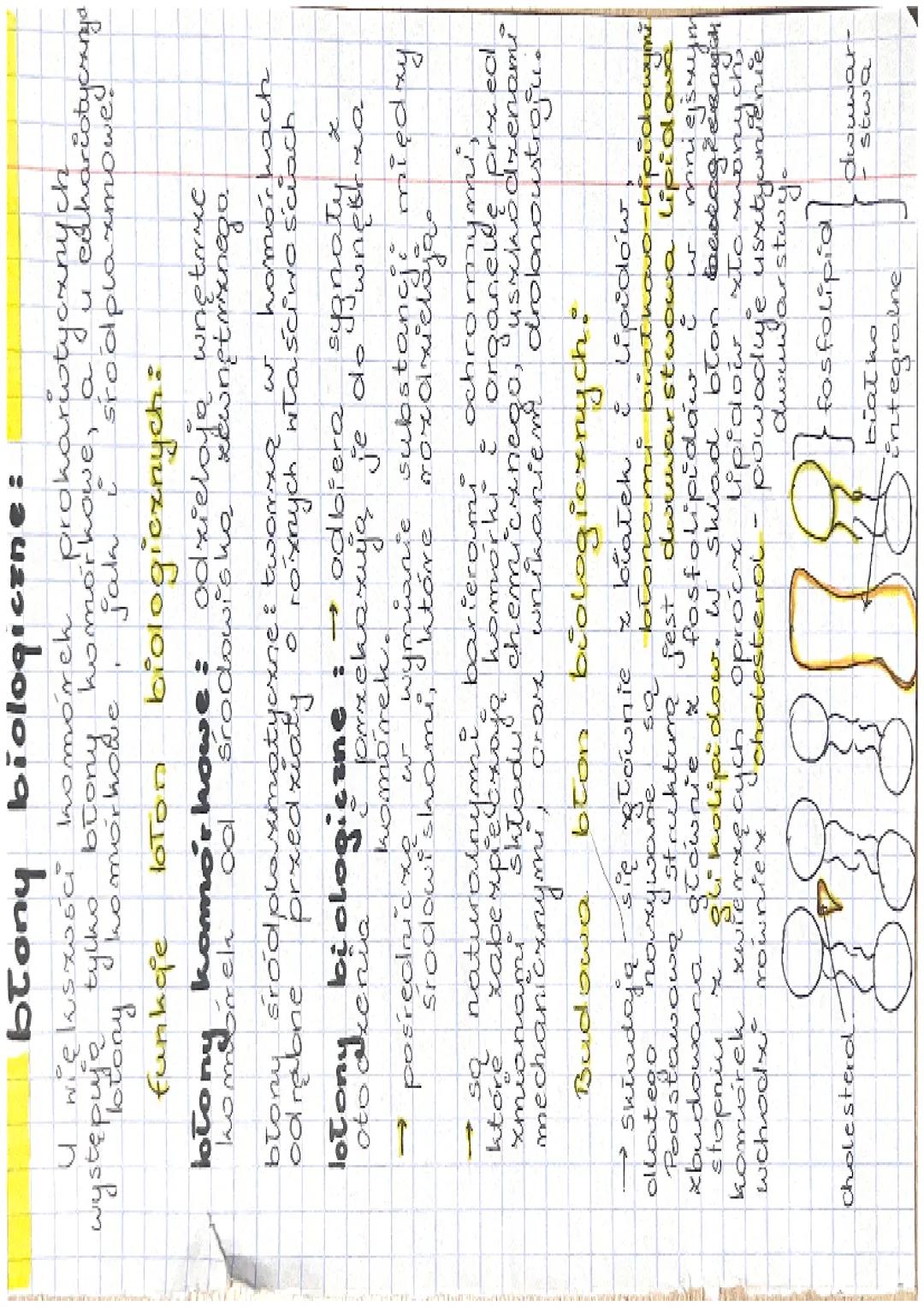 błony biologiczne:
U większości komórek prokariotycznych.
występuje tylko błony komórkowe, a u eukariotycznych
błony komórkowe i środplazmat