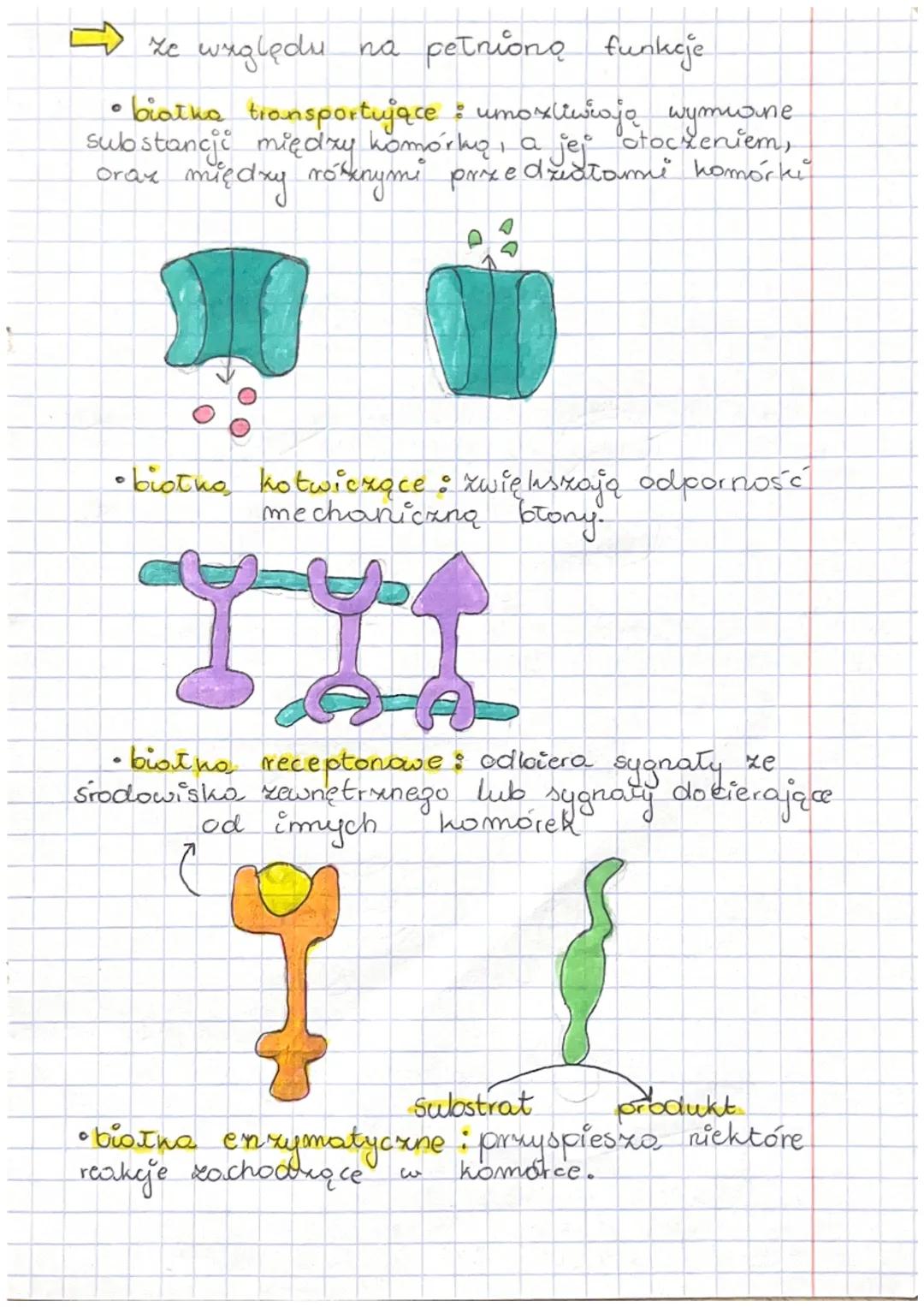 błony biologiczne:
U większości komórek prokariotycznych.
występuje tylko błony komórkowe, a u eukariotycznych
błony komórkowe i środplazmat