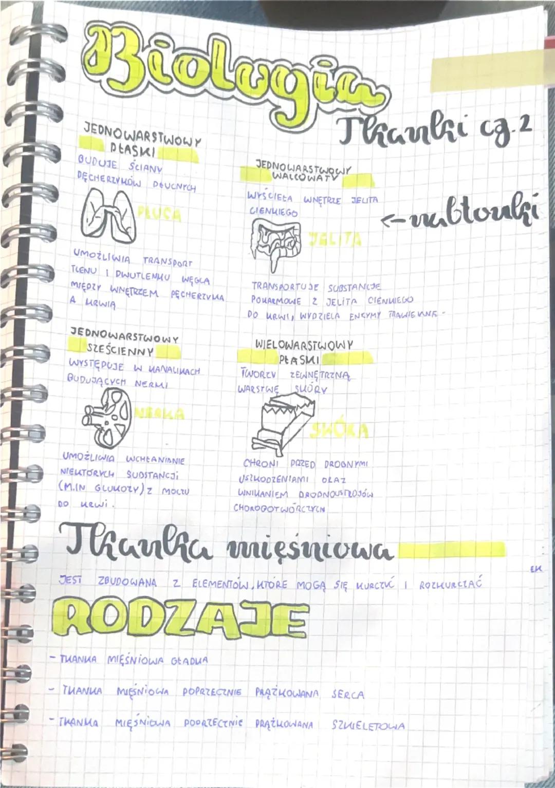 Biologia
WSPÓLNE
GECHY
ZWIERZĄT
SA ORGANIZMAMI WIELOKOMÓRKOWYMI
ICH MOMORMI MAJA JADRO KOMÓRKOWE
SA ORGANIZMAMI CUDZOZYWNYMI
JADRO KOMÓRKOWE
