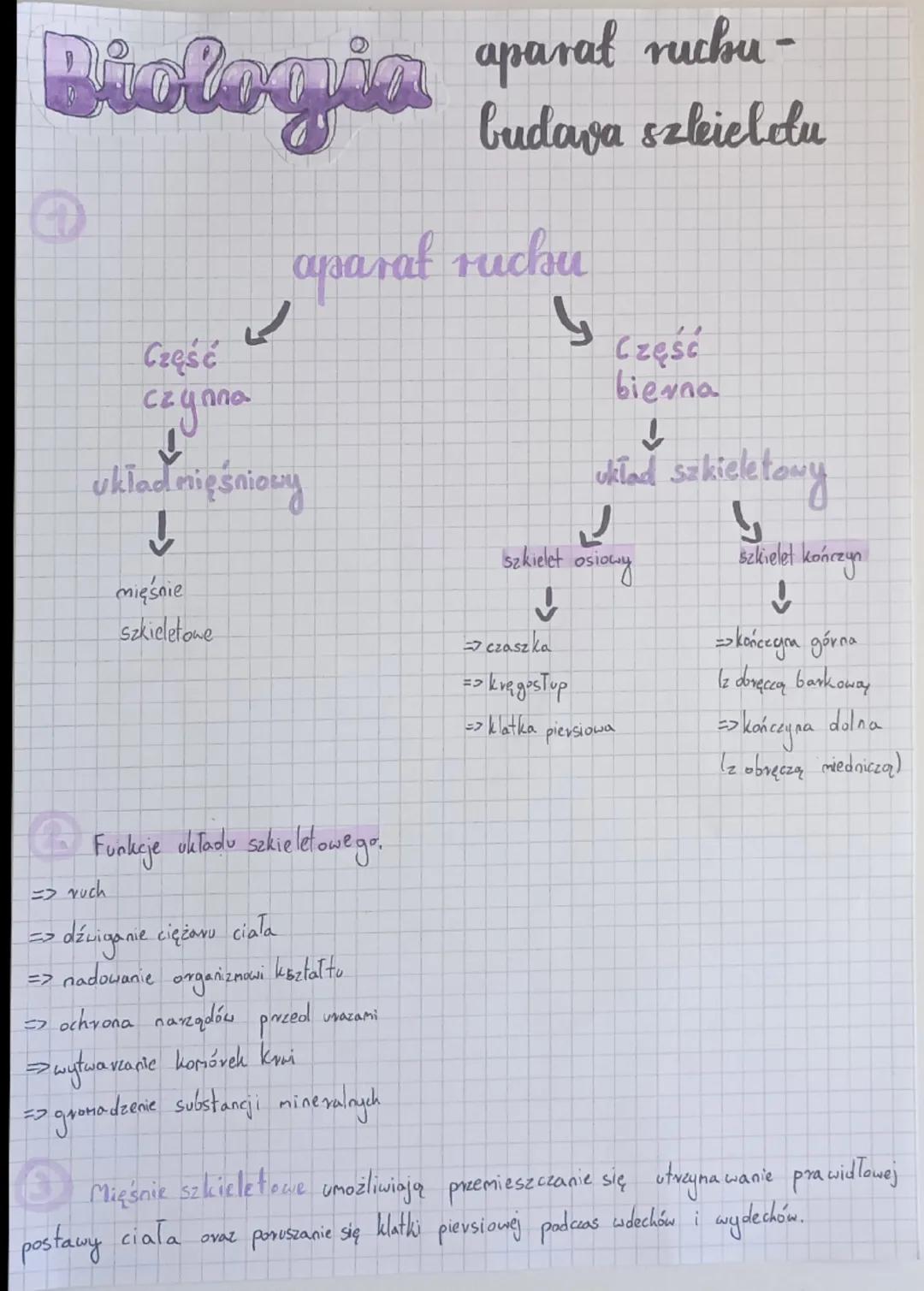 # Biologia aparat ruby-
budava szkielelu
aparat ruchu
Część
czynna
Część
bierna
układ mięśniowy
układ szkieletowy
mięśnie
szkieletowe