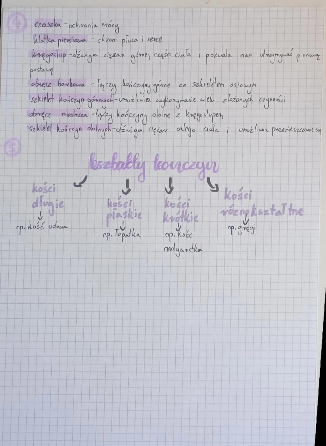 # Biologia aparat ruby-
budava szkielelu
aparat ruchu
Część
czynna
Część
bierna
układ mięśniowy
układ szkieletowy
mięśnie
szkieletowe