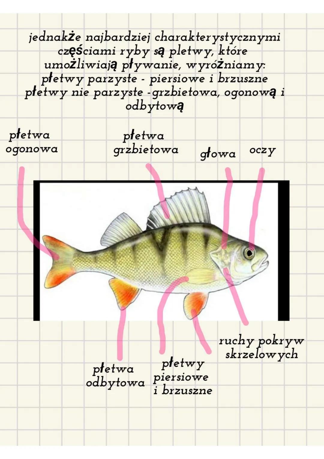 Ryby - kręgowce środowisk wodnych.